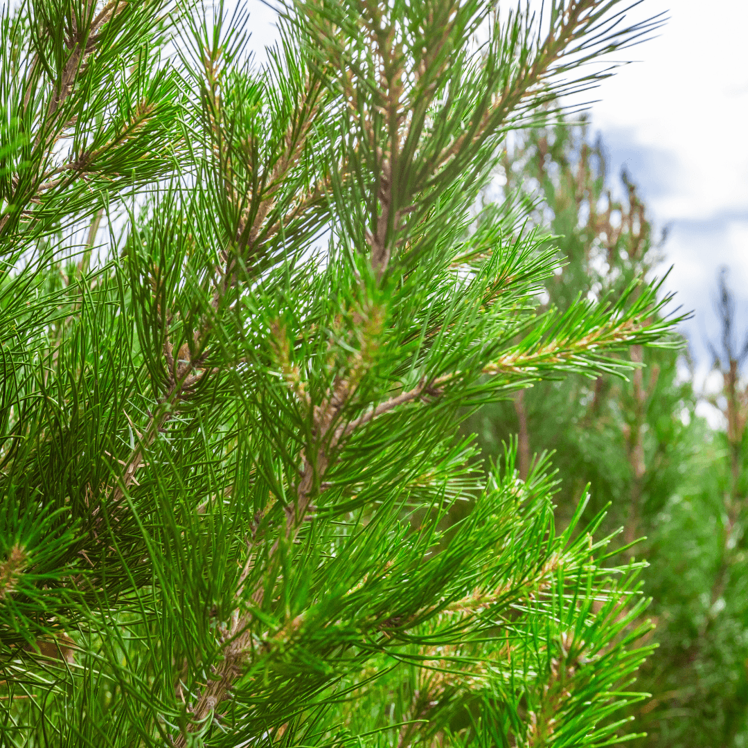 Eldarica Pine Trees Close Up