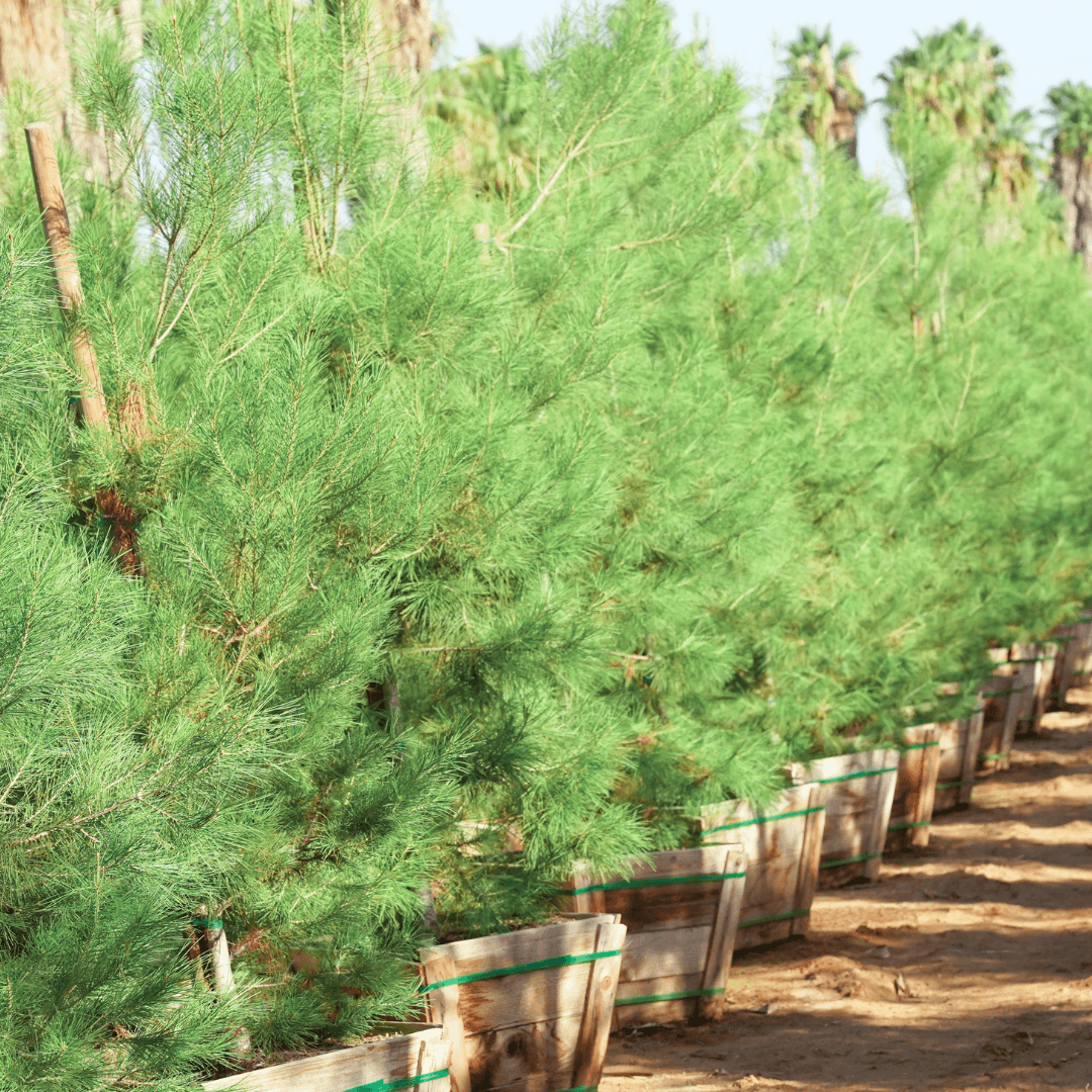 Eldarica Pine Trees