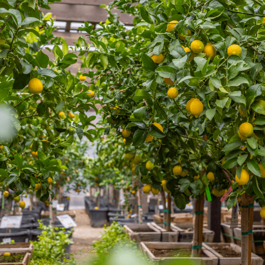 Eureka Lemon Tree Row