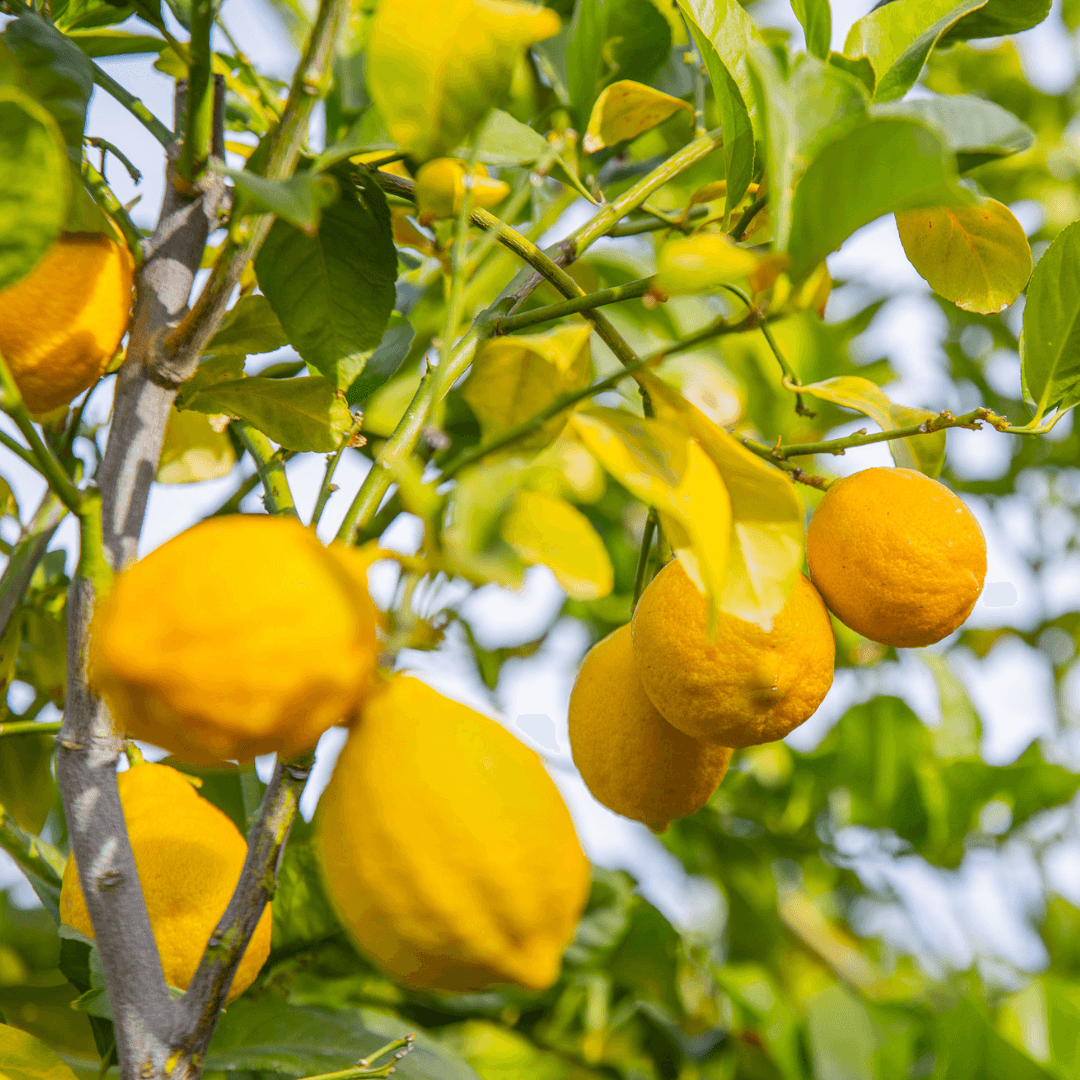 Eureka Lemons on Tree