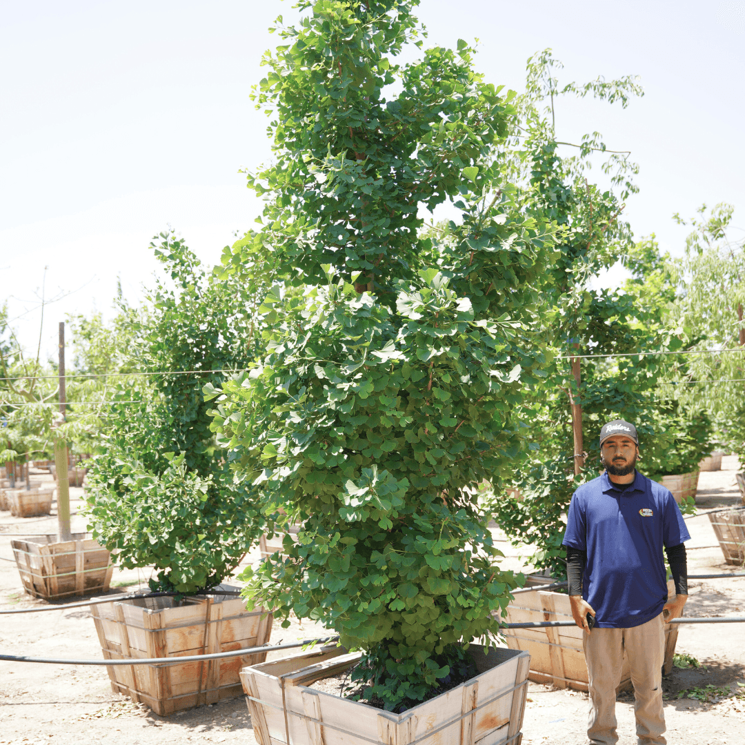 Ginkgo Biloba