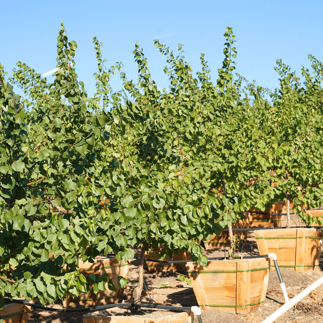 Gold Kist Apricot Trees