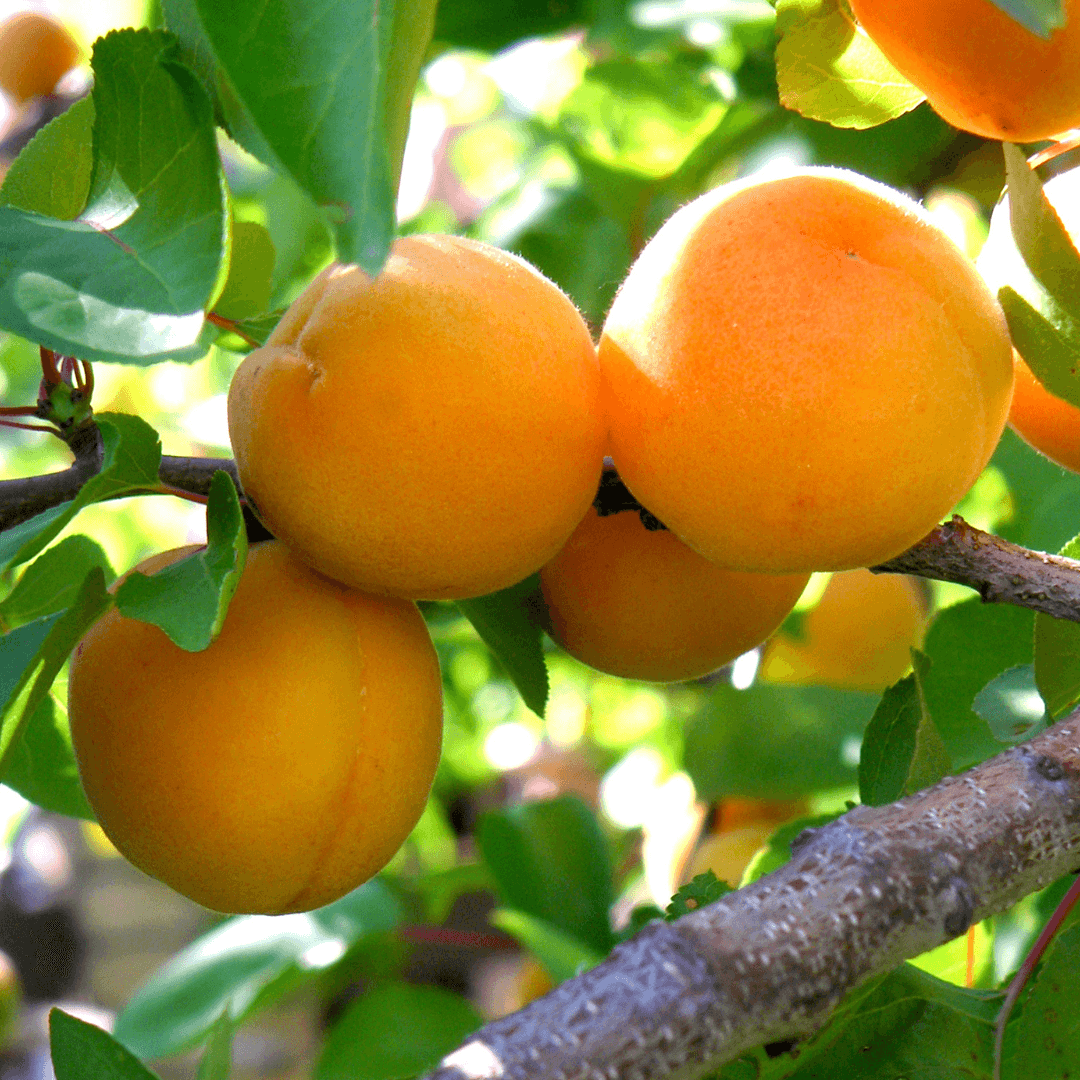 Gold Kist Apricots on Tree