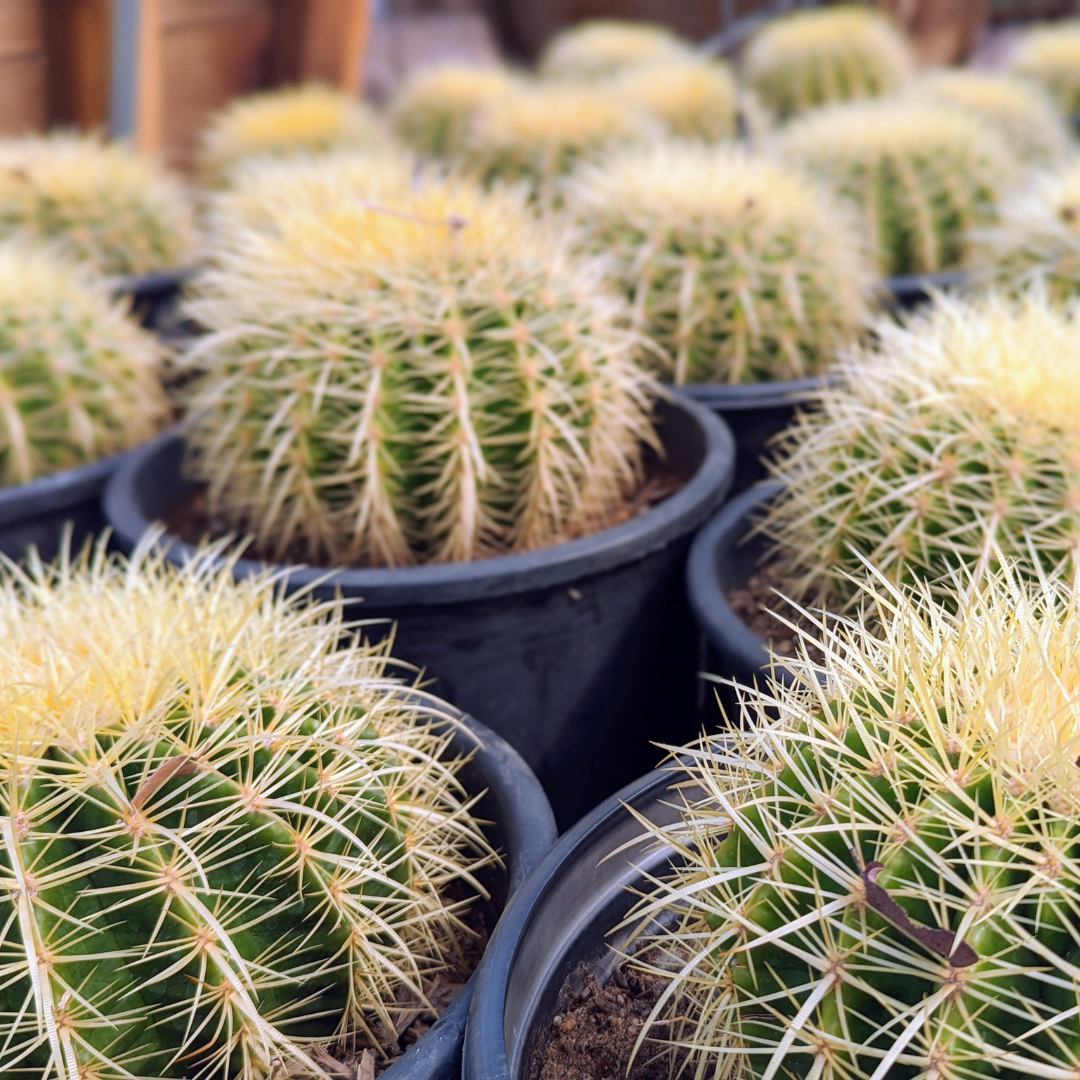 Golden Barrel Cacti