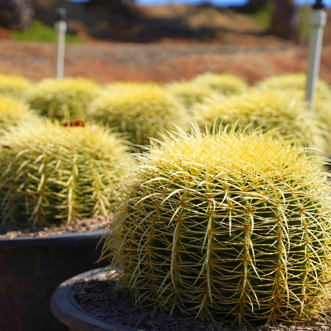 Golden Barrel Cacti