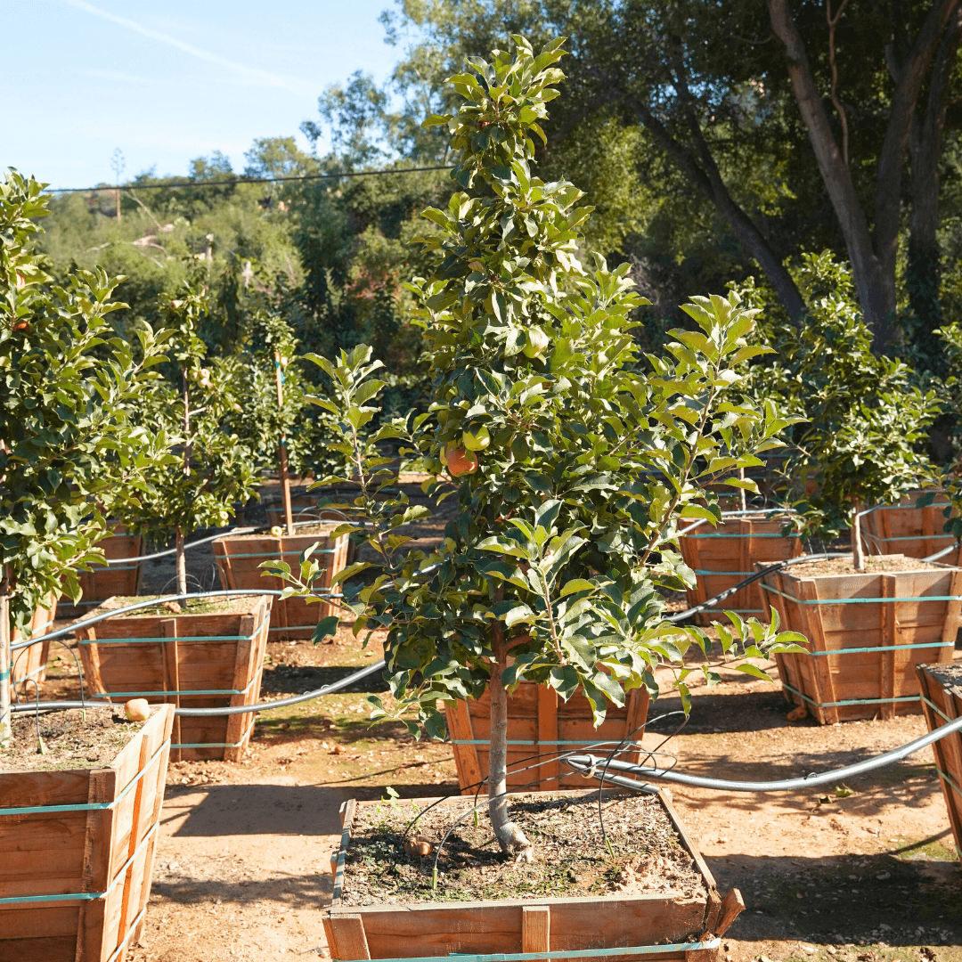 Golden Dorsett Apple Tree