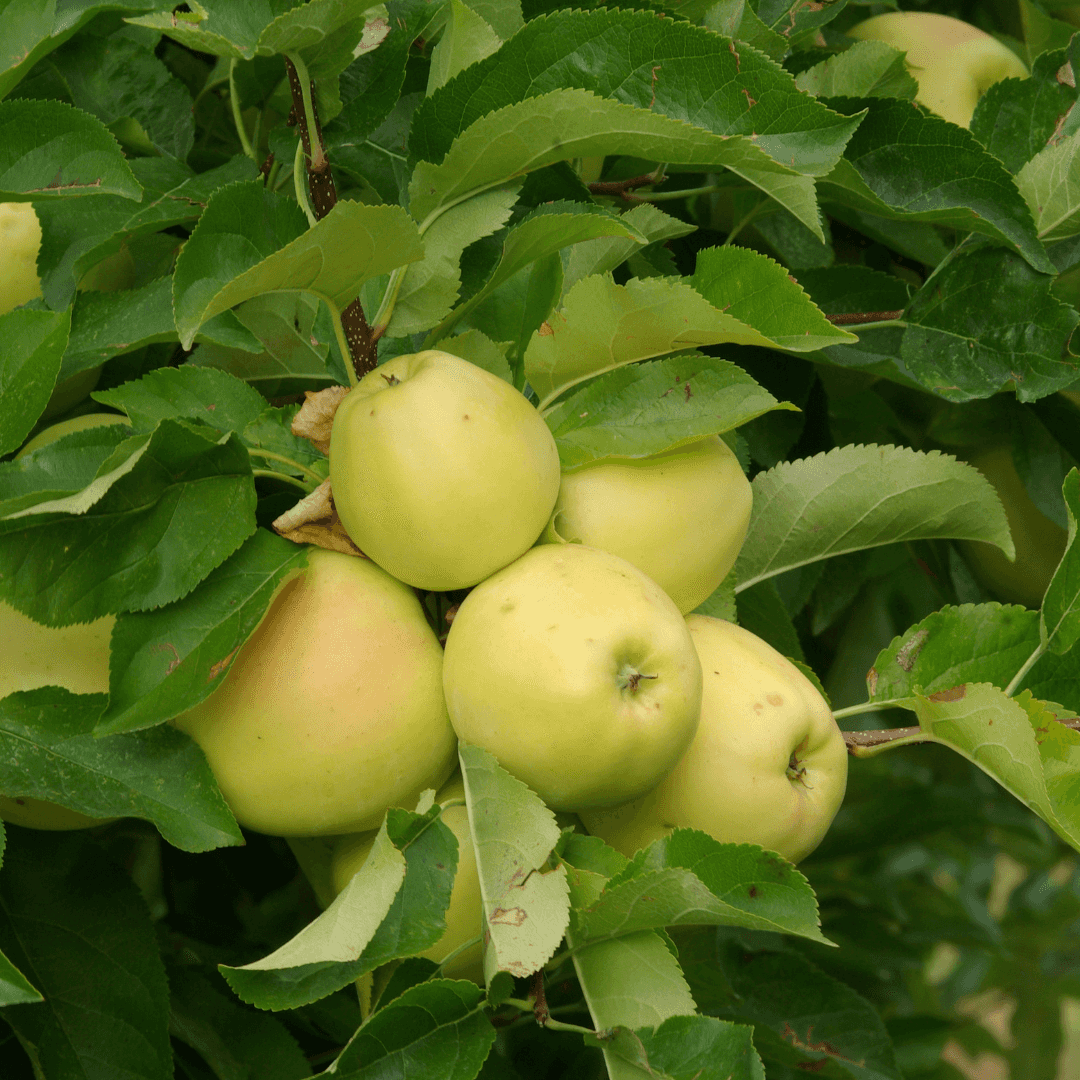 Golden Dorsett Apples On Tree