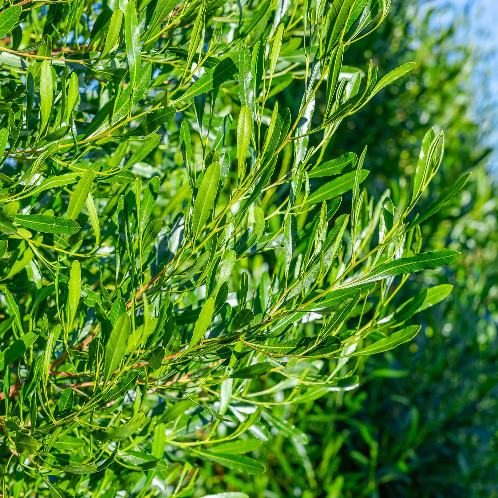 Green hopseed closeup