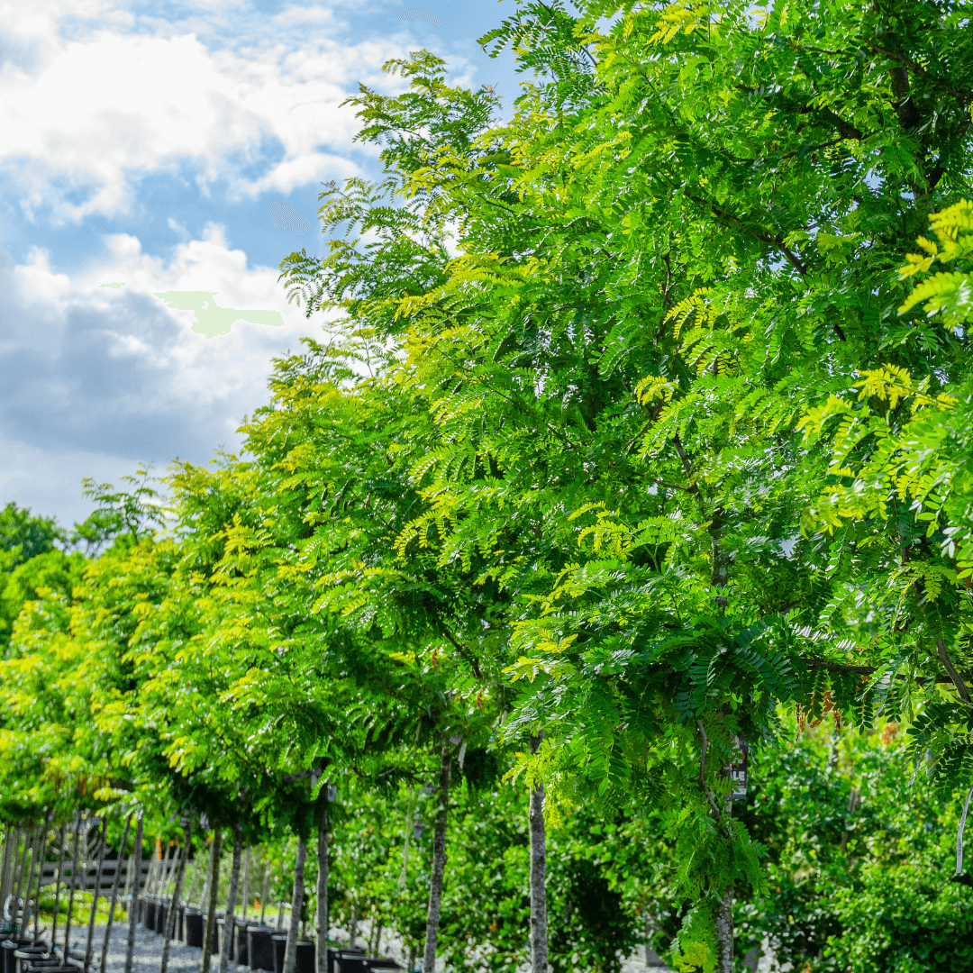 Honey Locust Tree