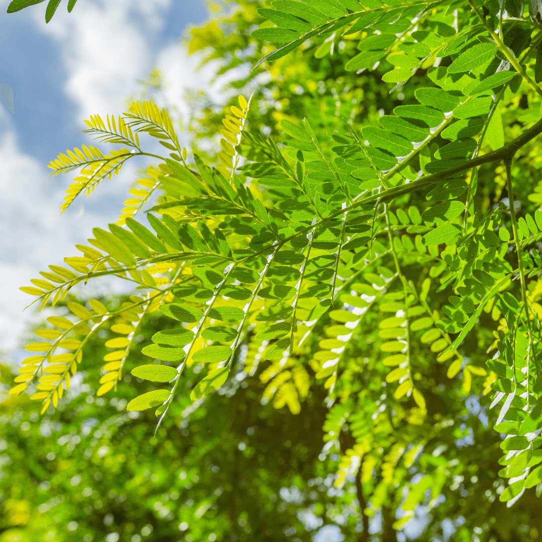 Honey Locust Tree Foliage Close Up