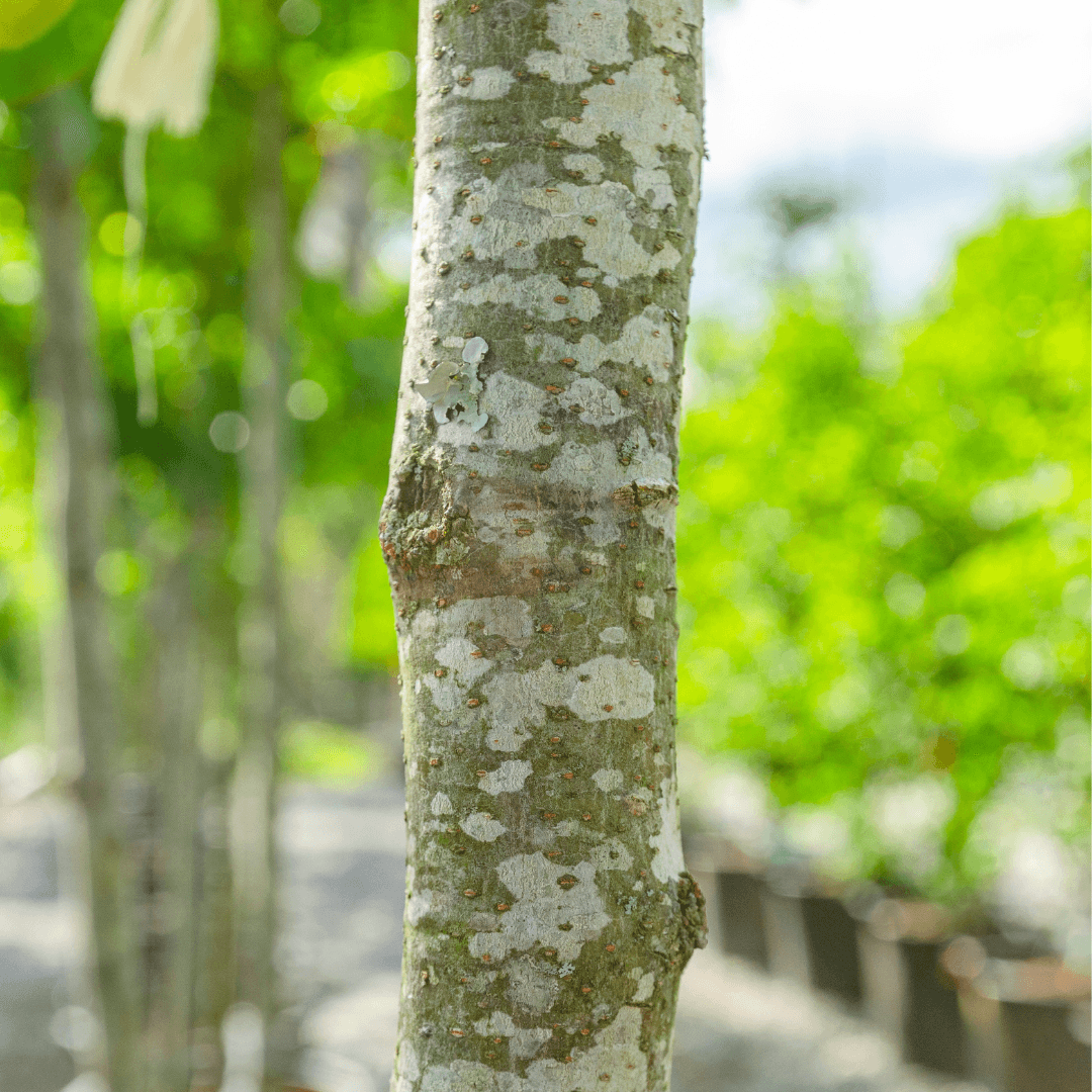 Honey Locust Tree Trunk