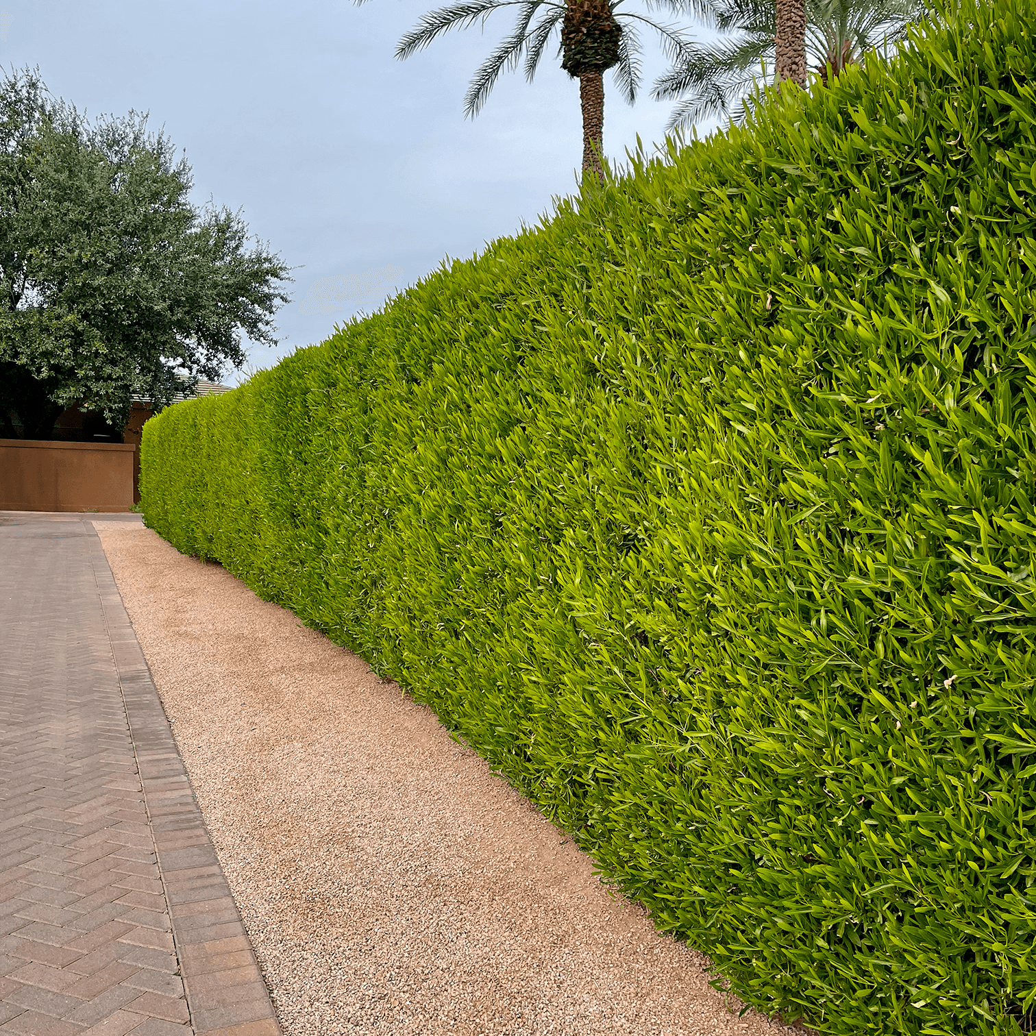 Green Hopseed Hedge