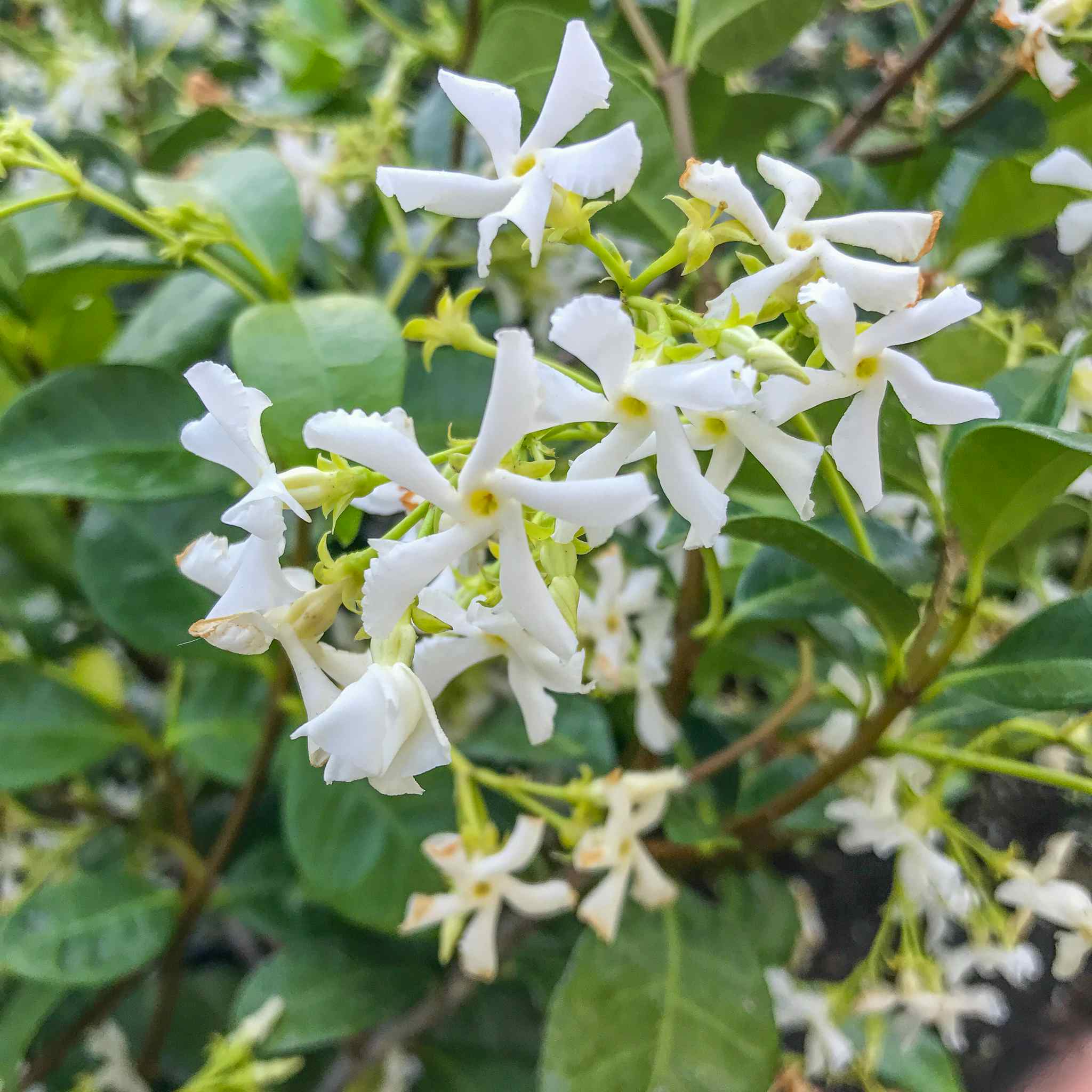 Star Jasmine flowers