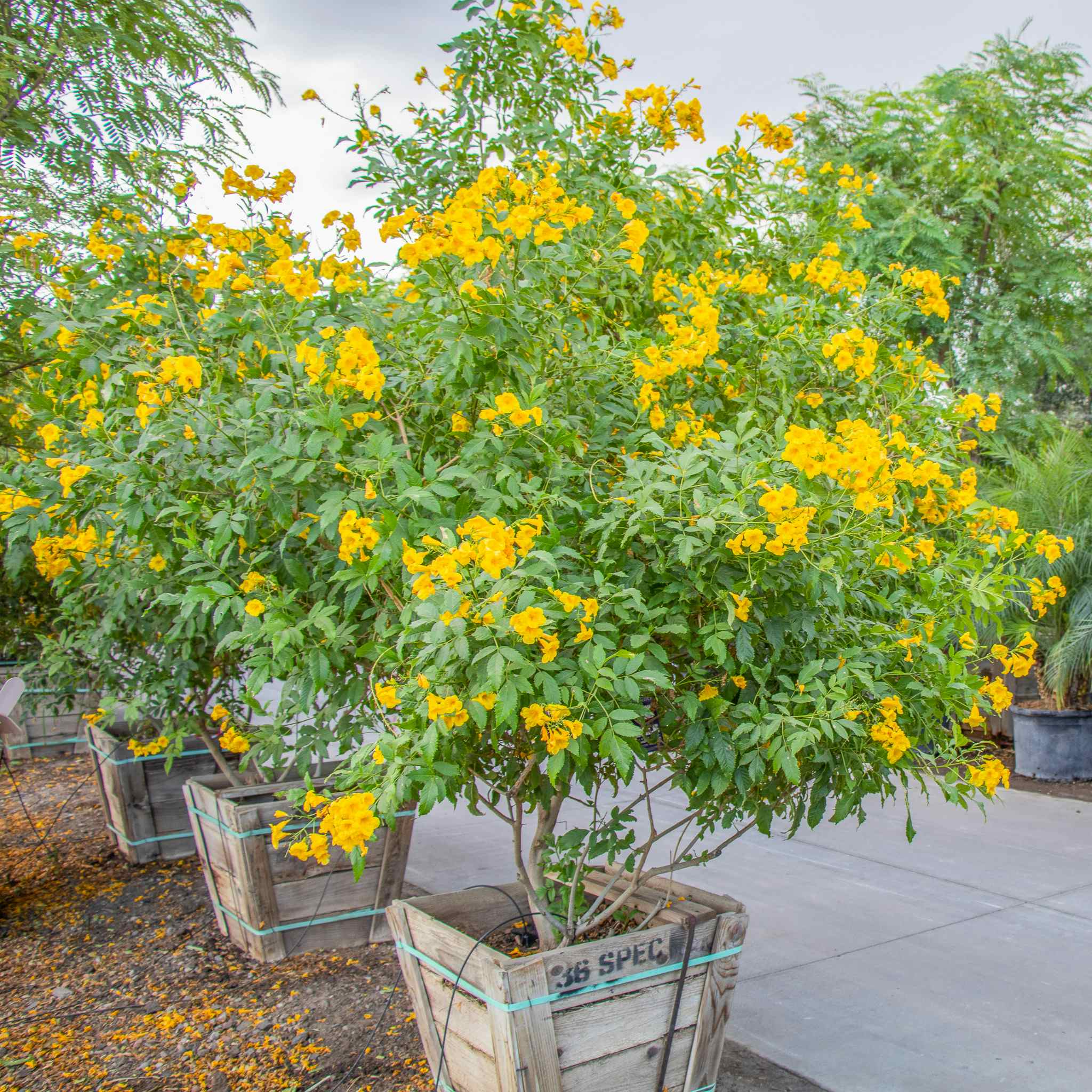 Arizona Yellow Bells