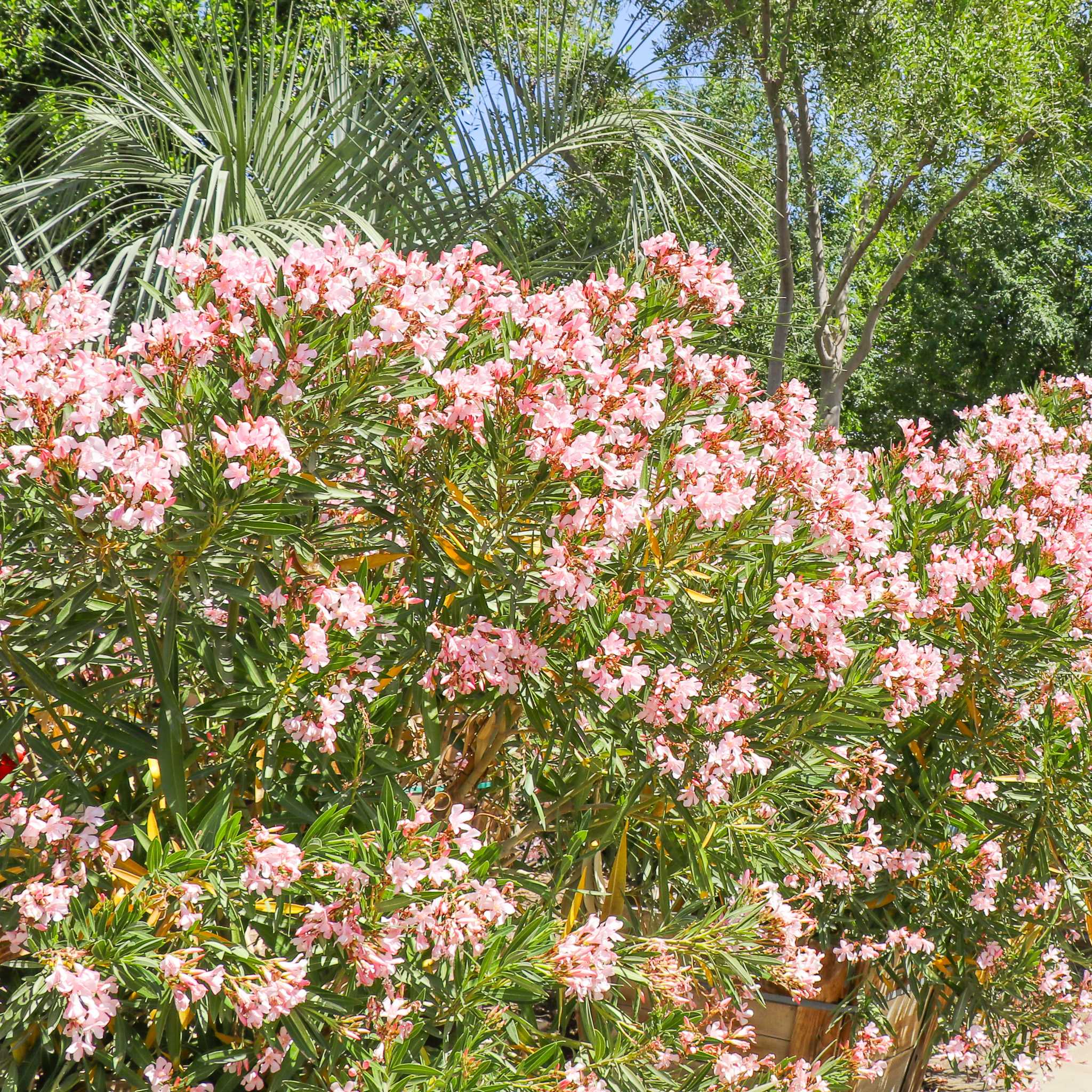 Dwarf Oleander Pink