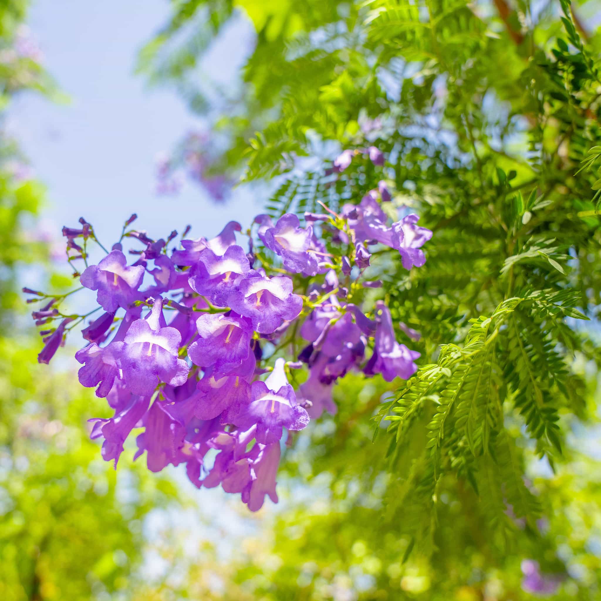 Micro-shot of a Jacaranda Bloom 