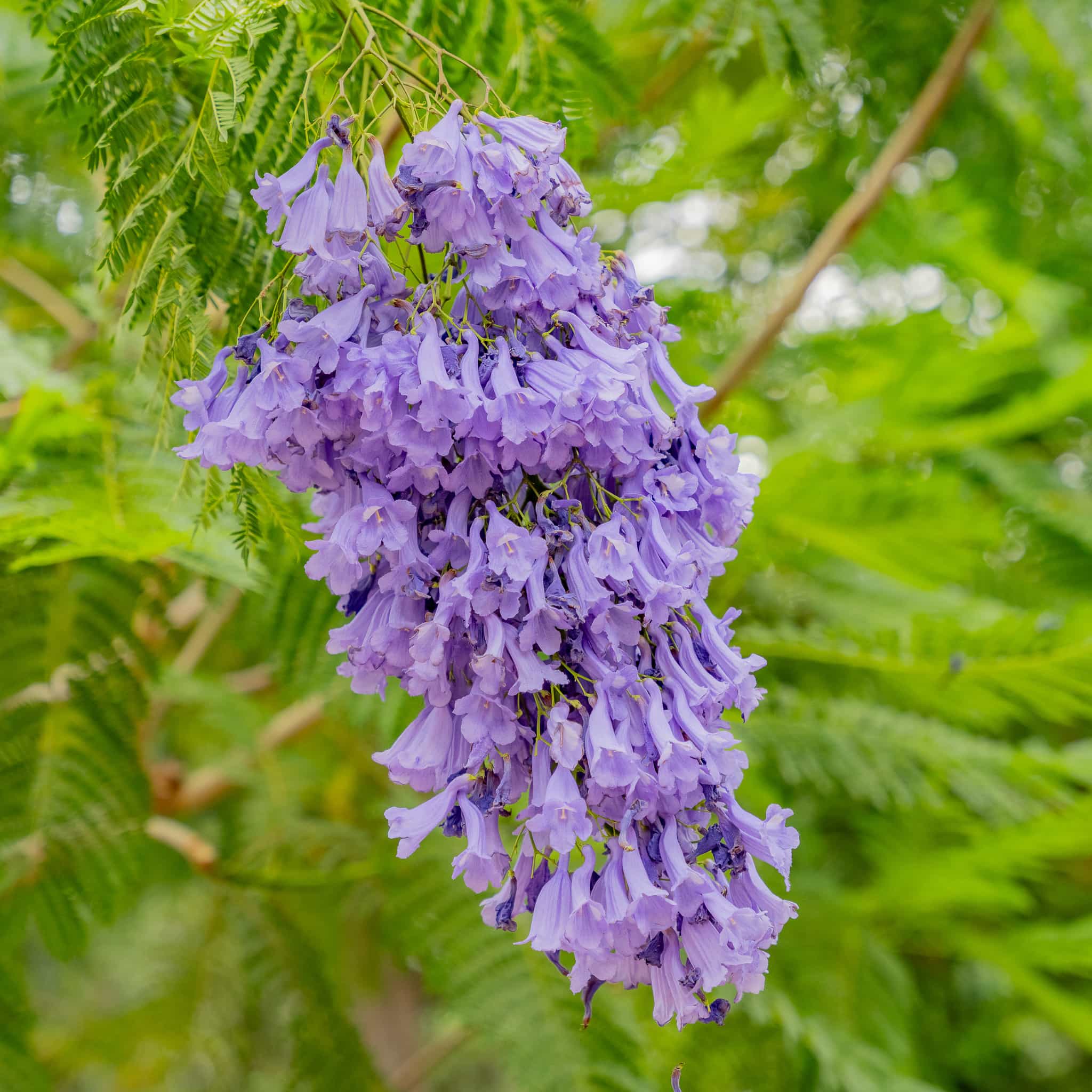 Jacaranda 