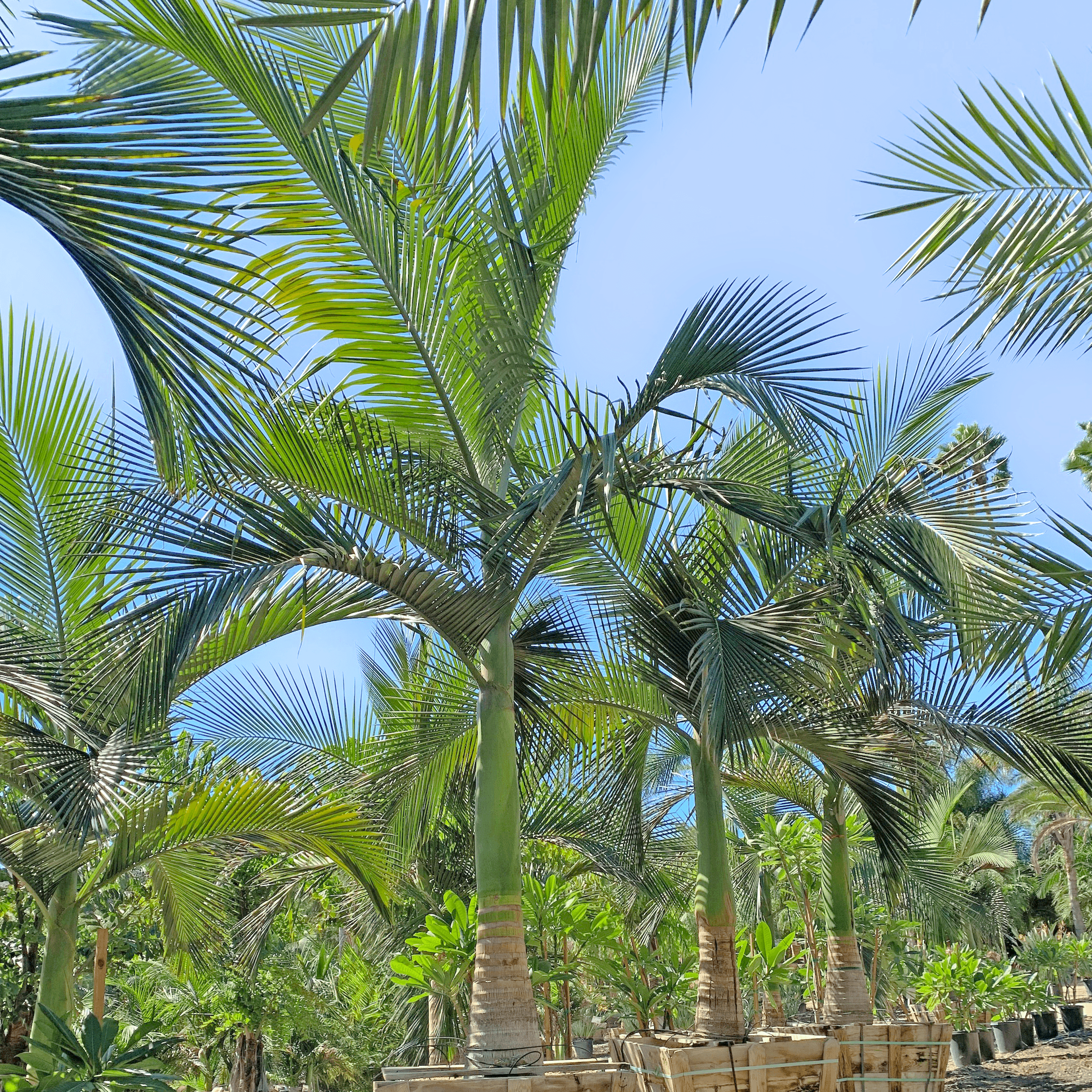 Maxima King Palm