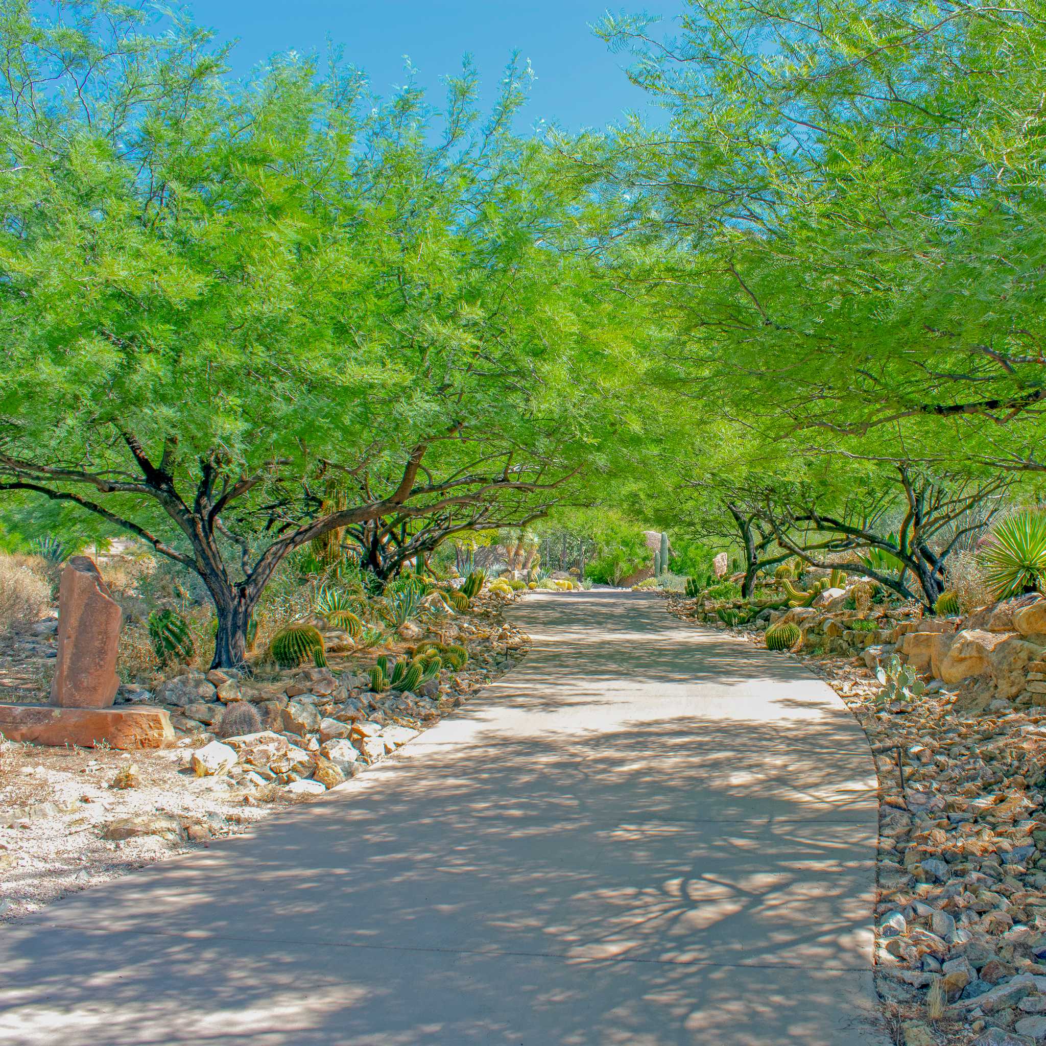 Chilean Mesquite in landscape