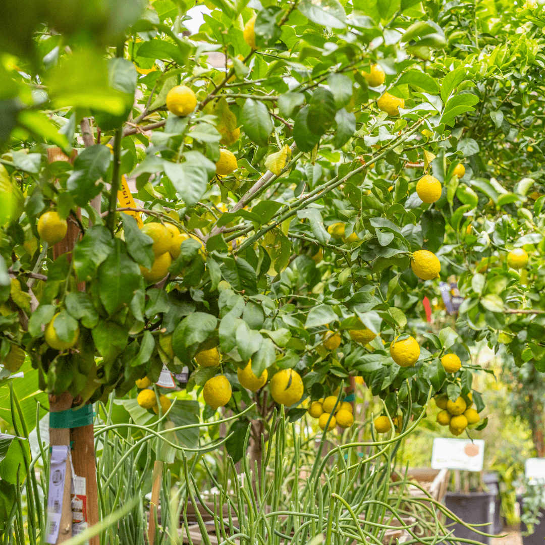 Lisbon Lemon Tree