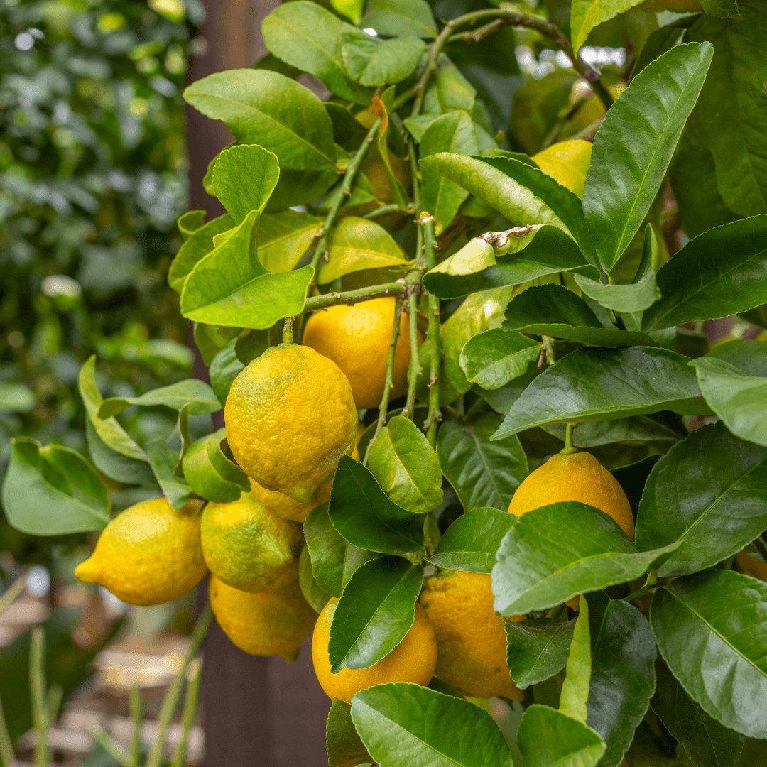 Lisbon Lemons On Tree