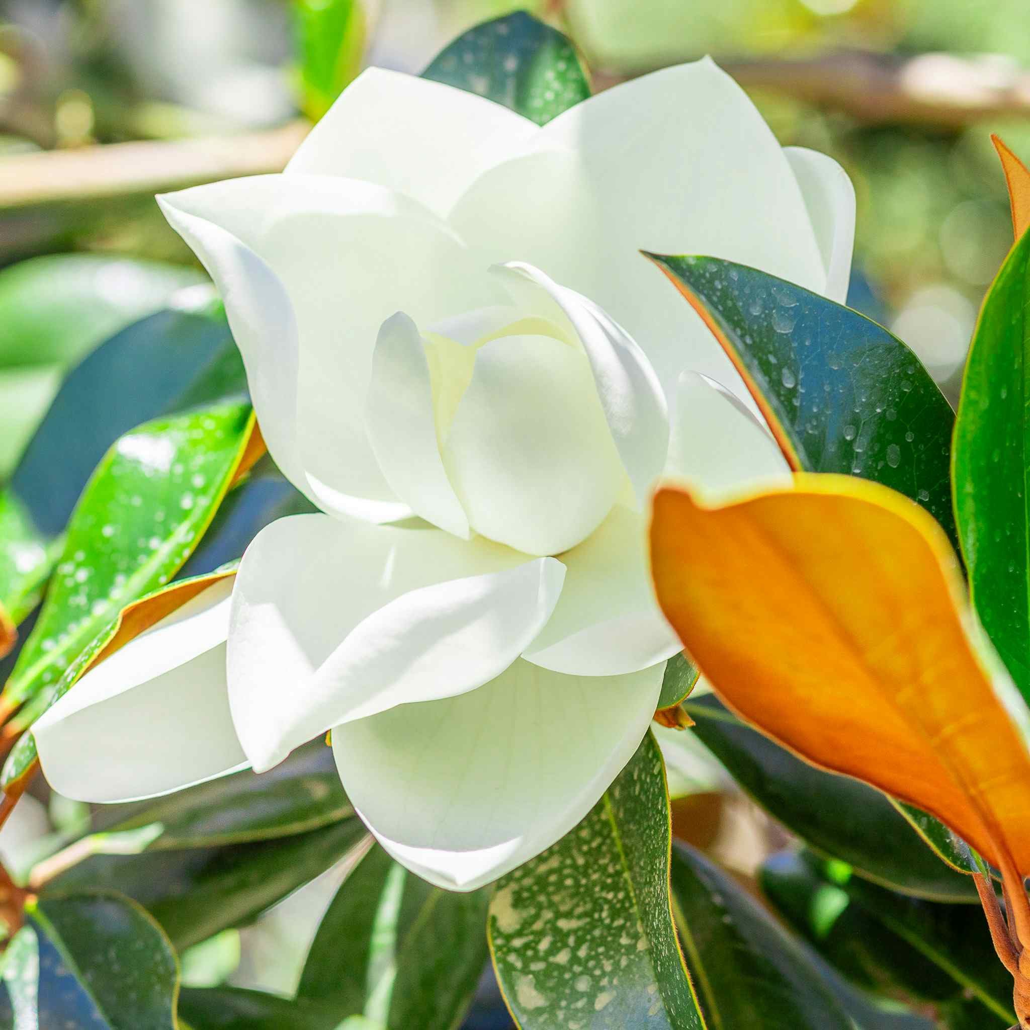 Magnolia Bloom closeup