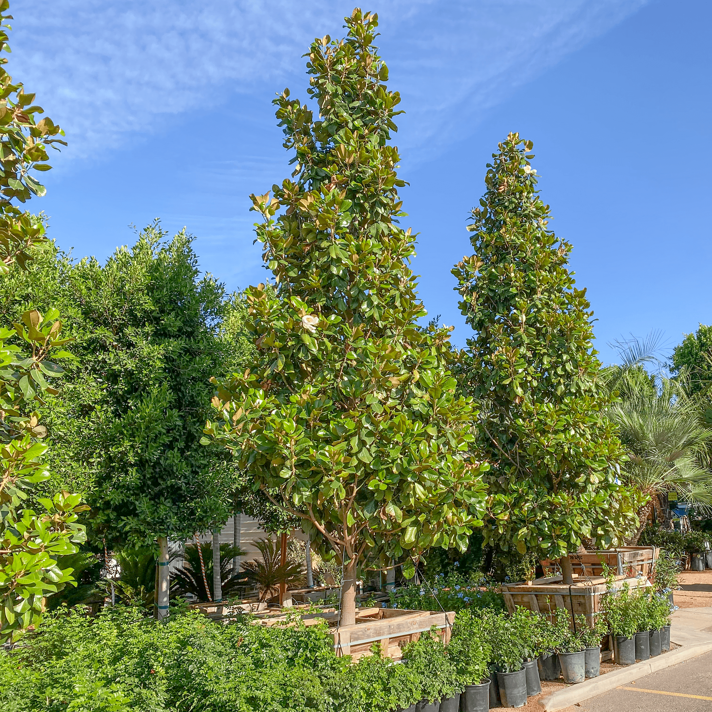 DD Blanchard Magnolia Row