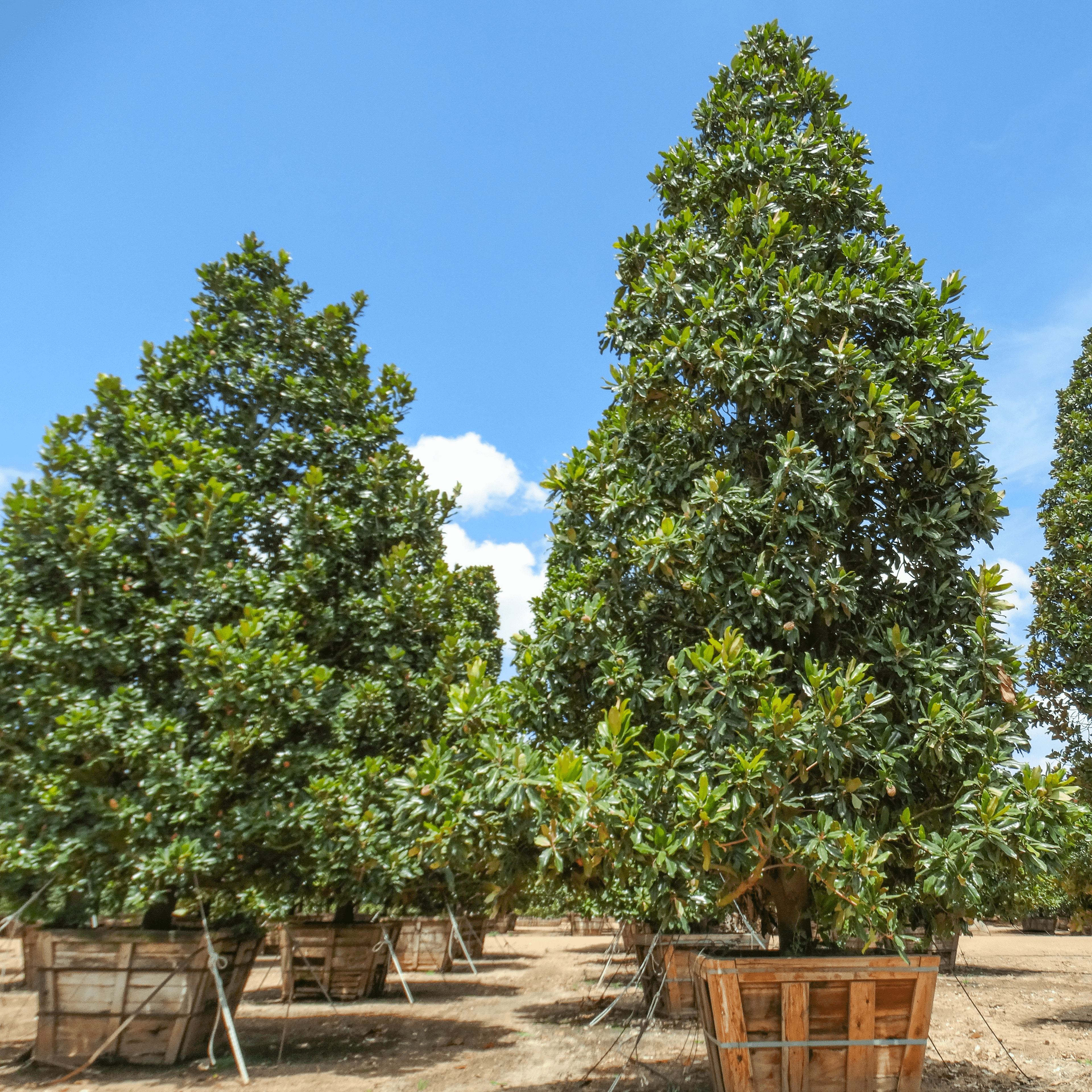 Magnolia Specimen row 2