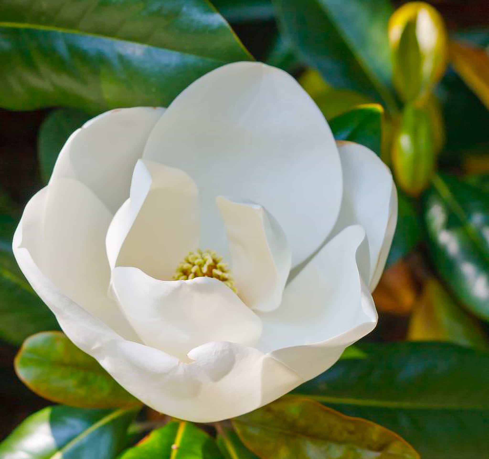 Magnolia flower