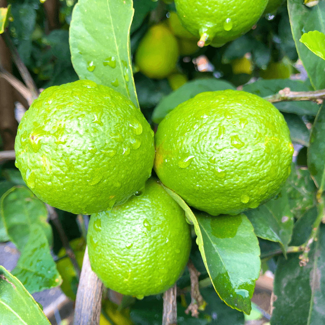 Mexican Limes on Tree