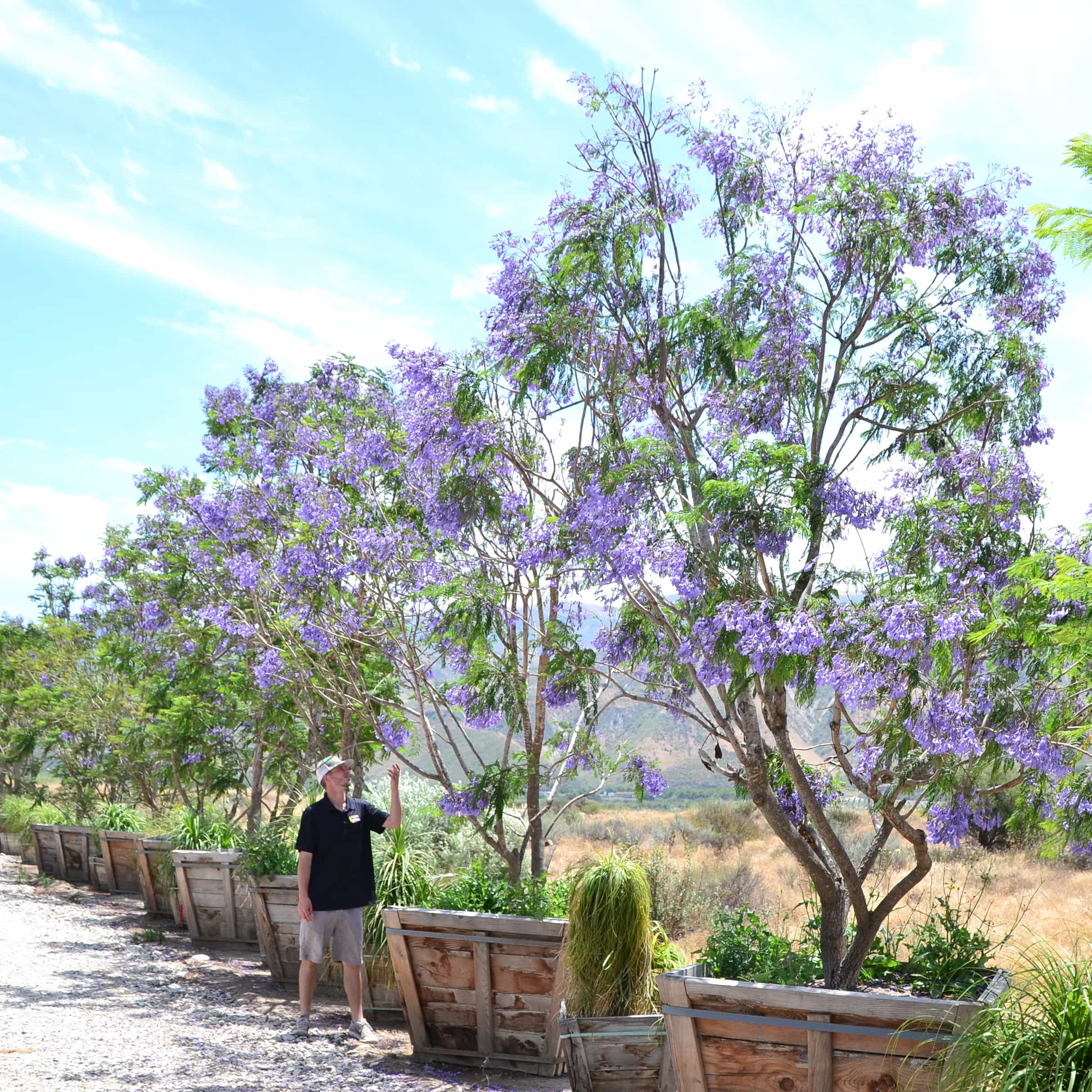 Moon Valley Nurseries Jacaranda Multi trunk