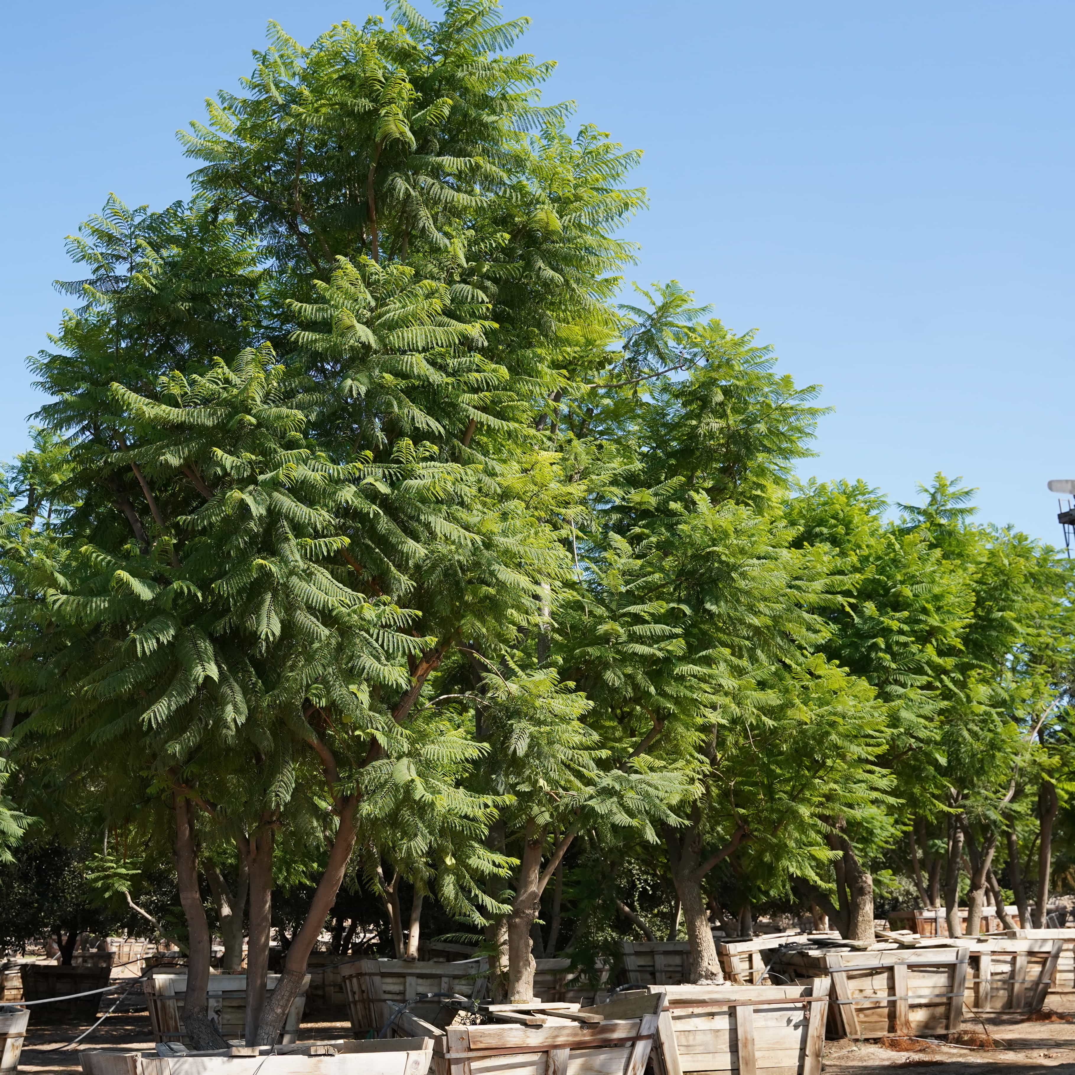 Moon Valley Nurseries Jacaranda