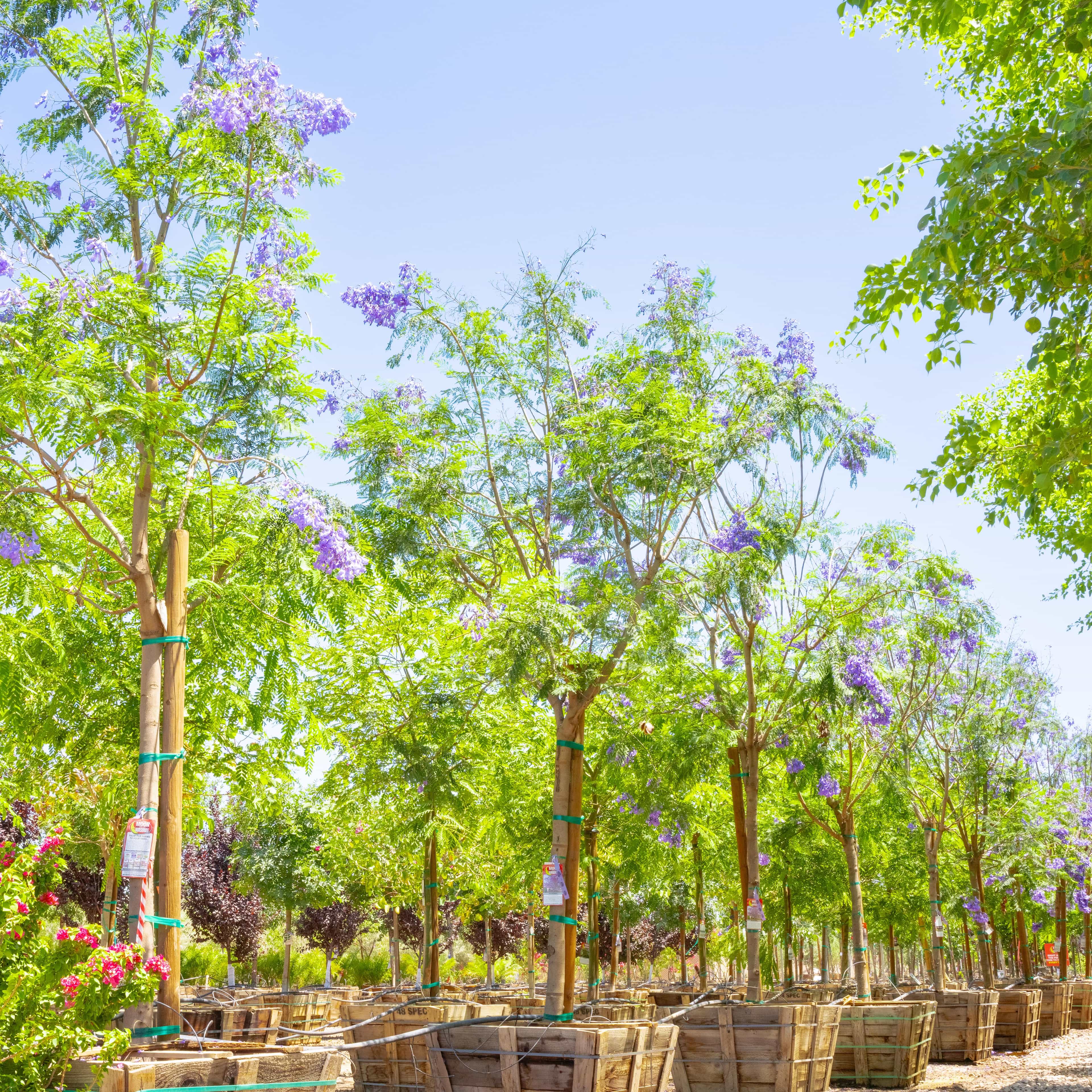 Moon Valley Nurseries Jacaranda