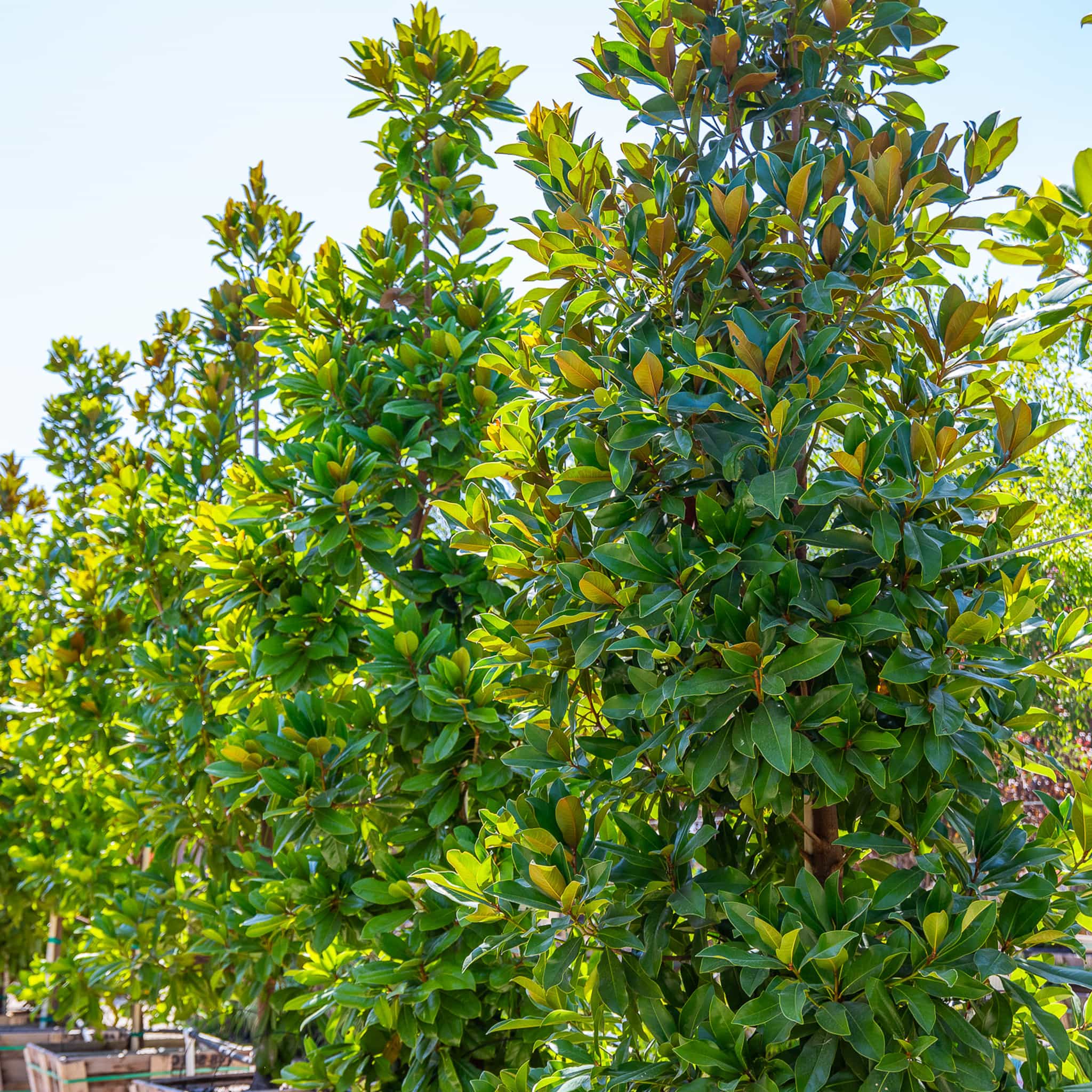 Moonglow Magnolia row 4