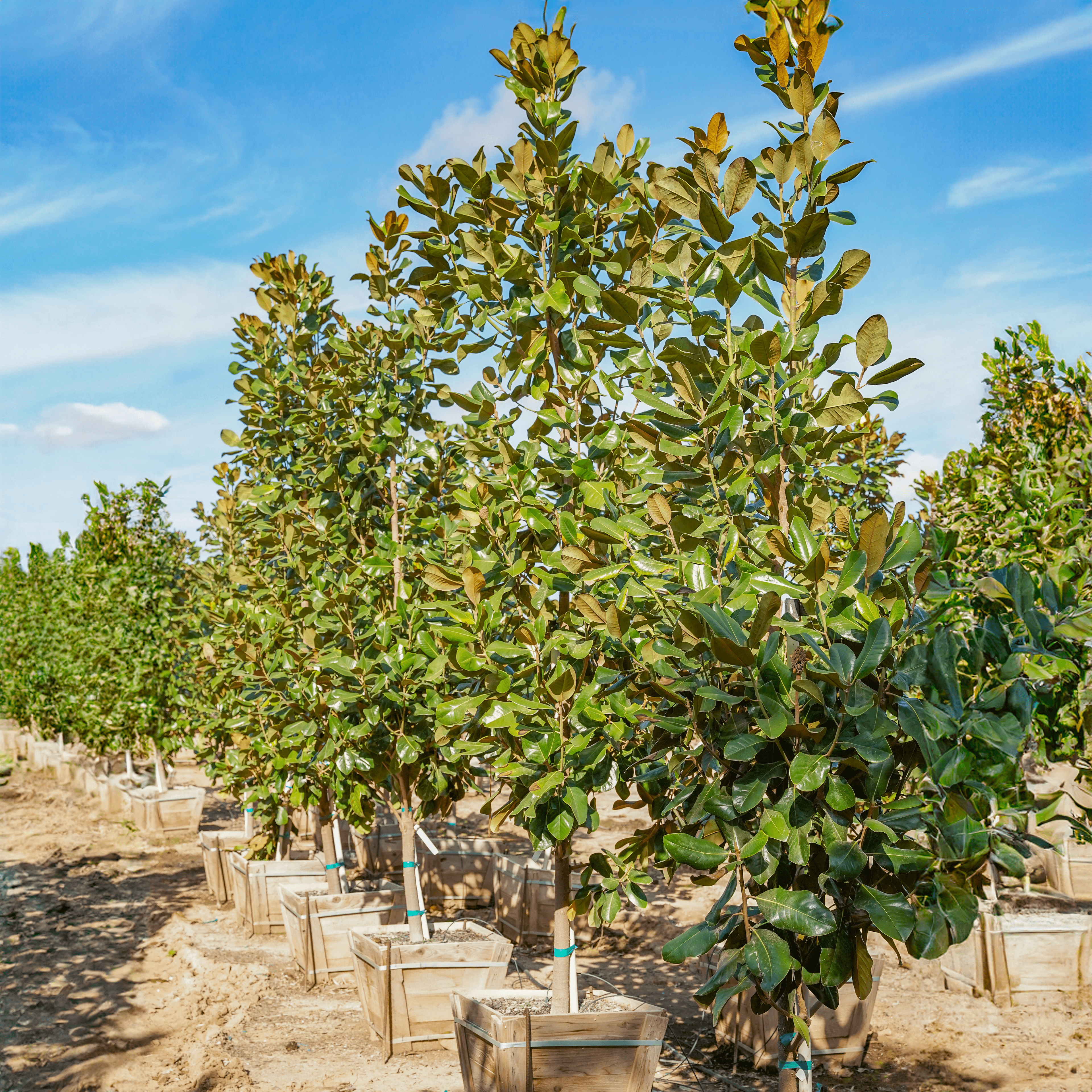 Moonglow Magnolia row