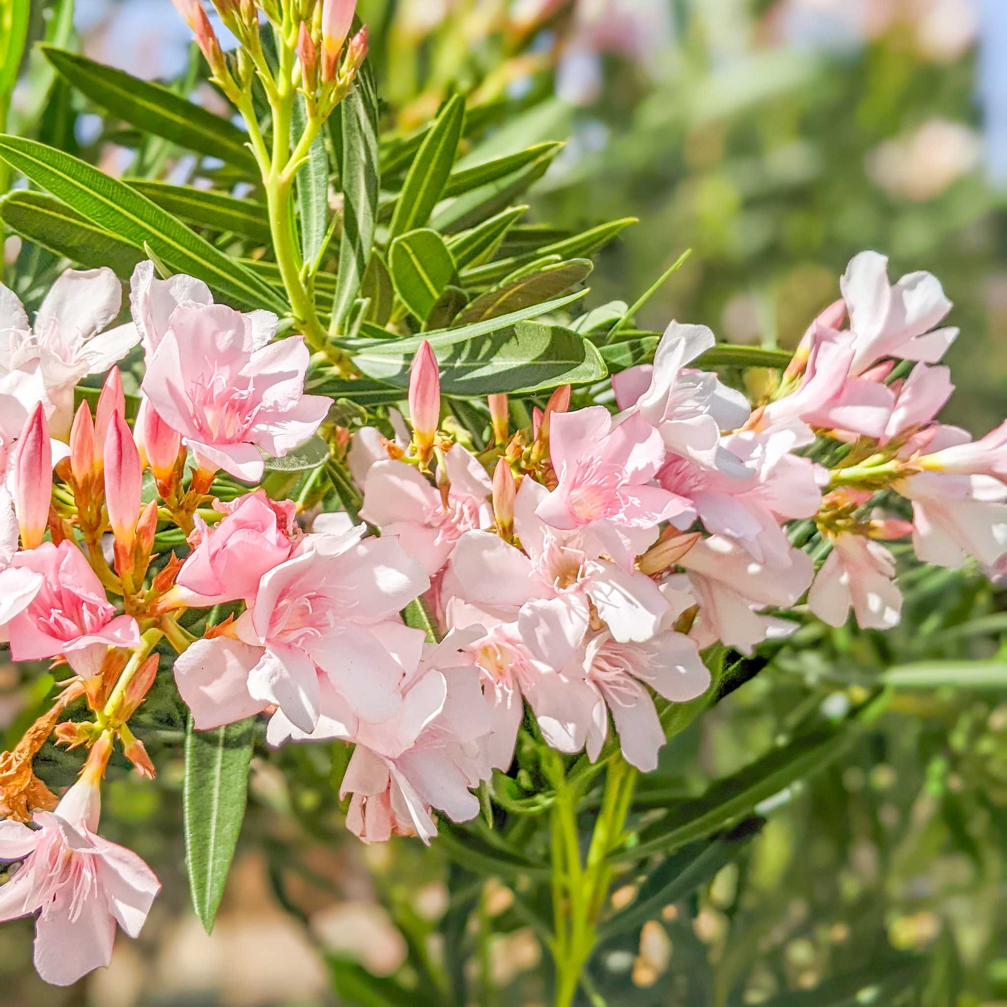 Pink oleander flowers