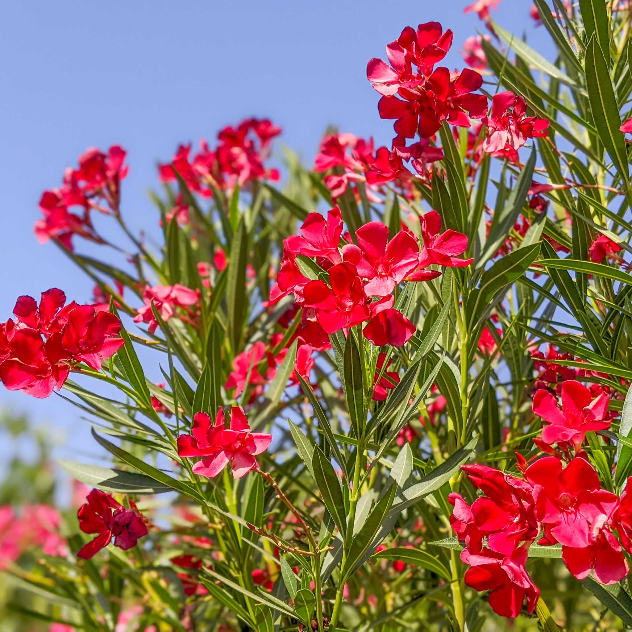 Dwarf Oleander Red flowers close up