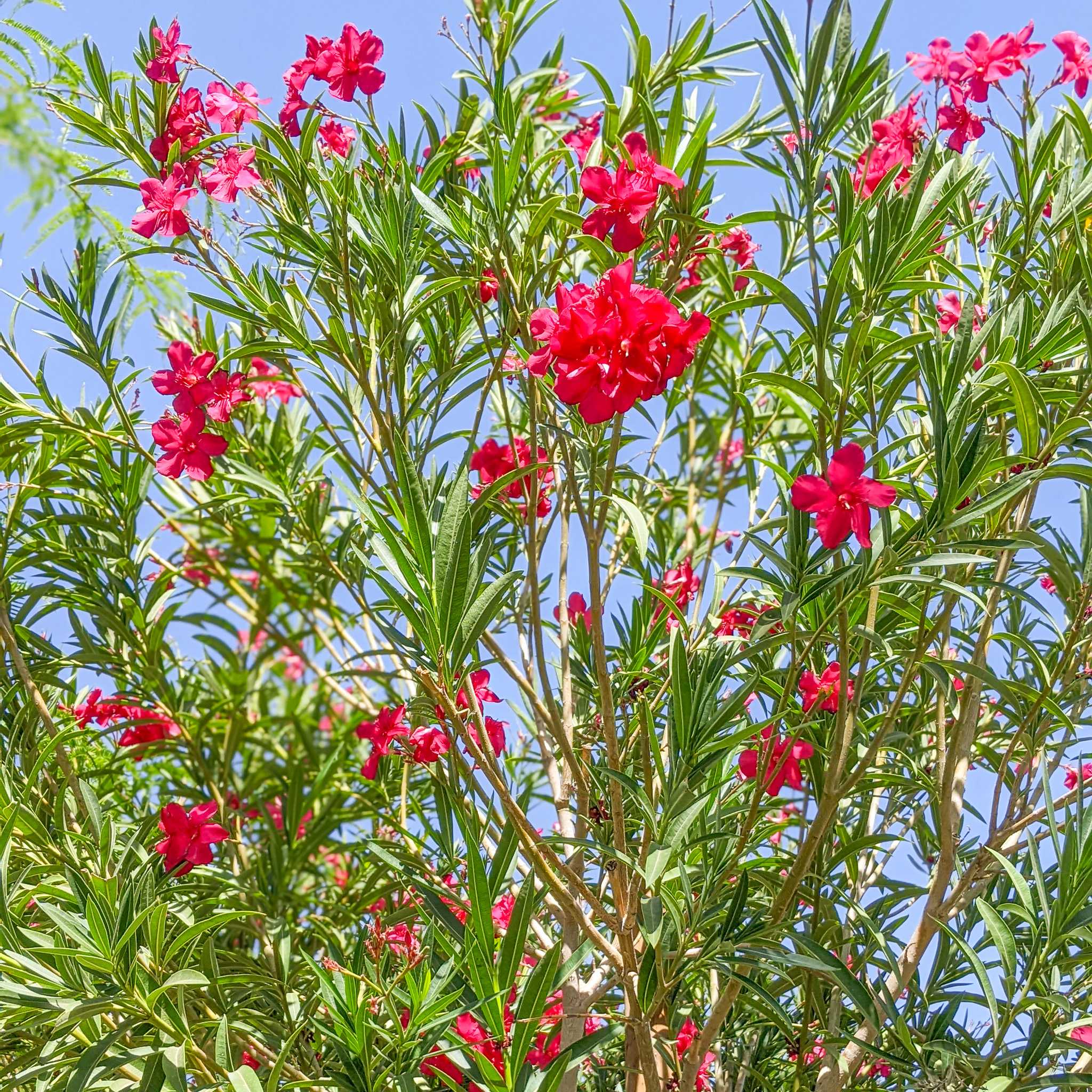 Oleander red