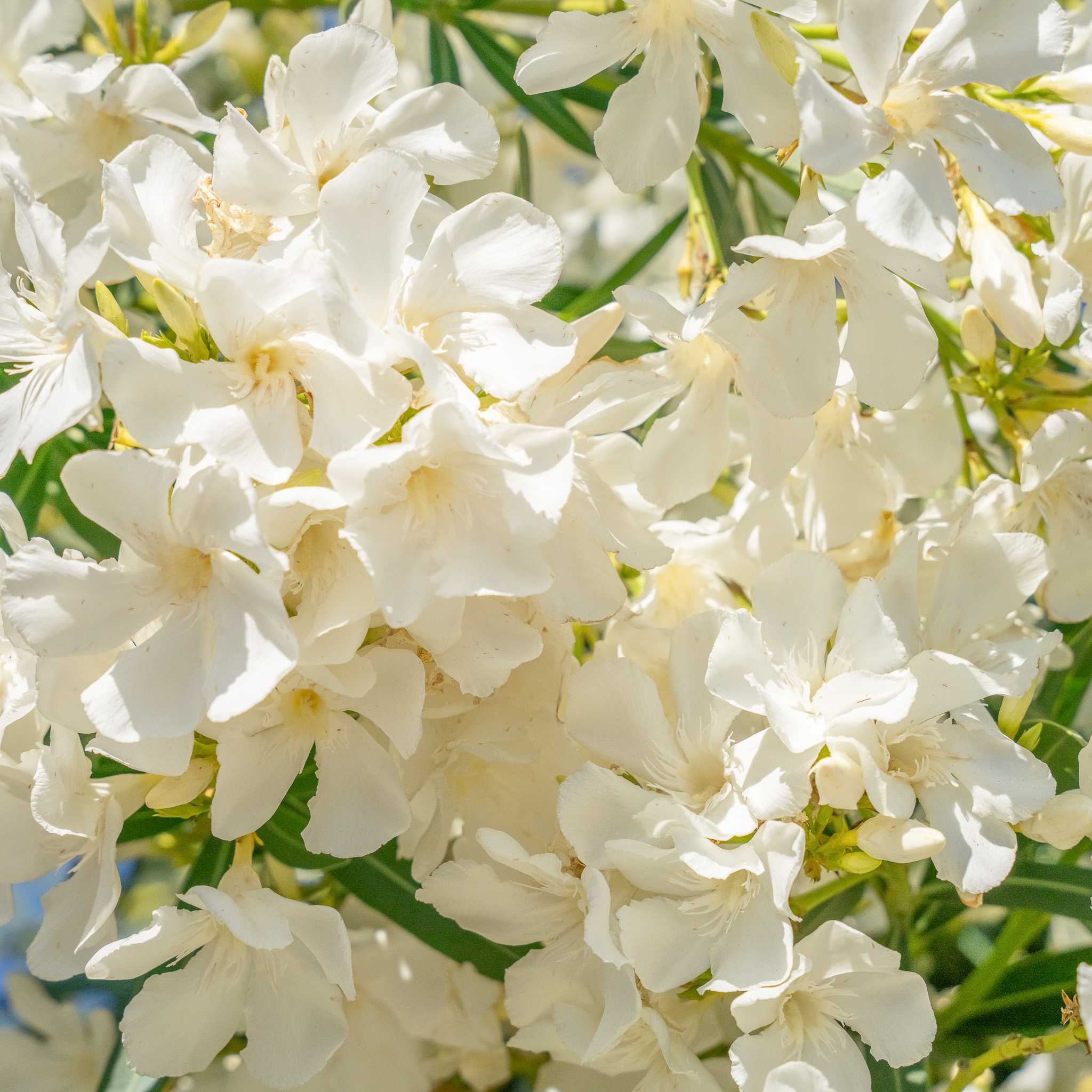 White oleander tree flowers closeup