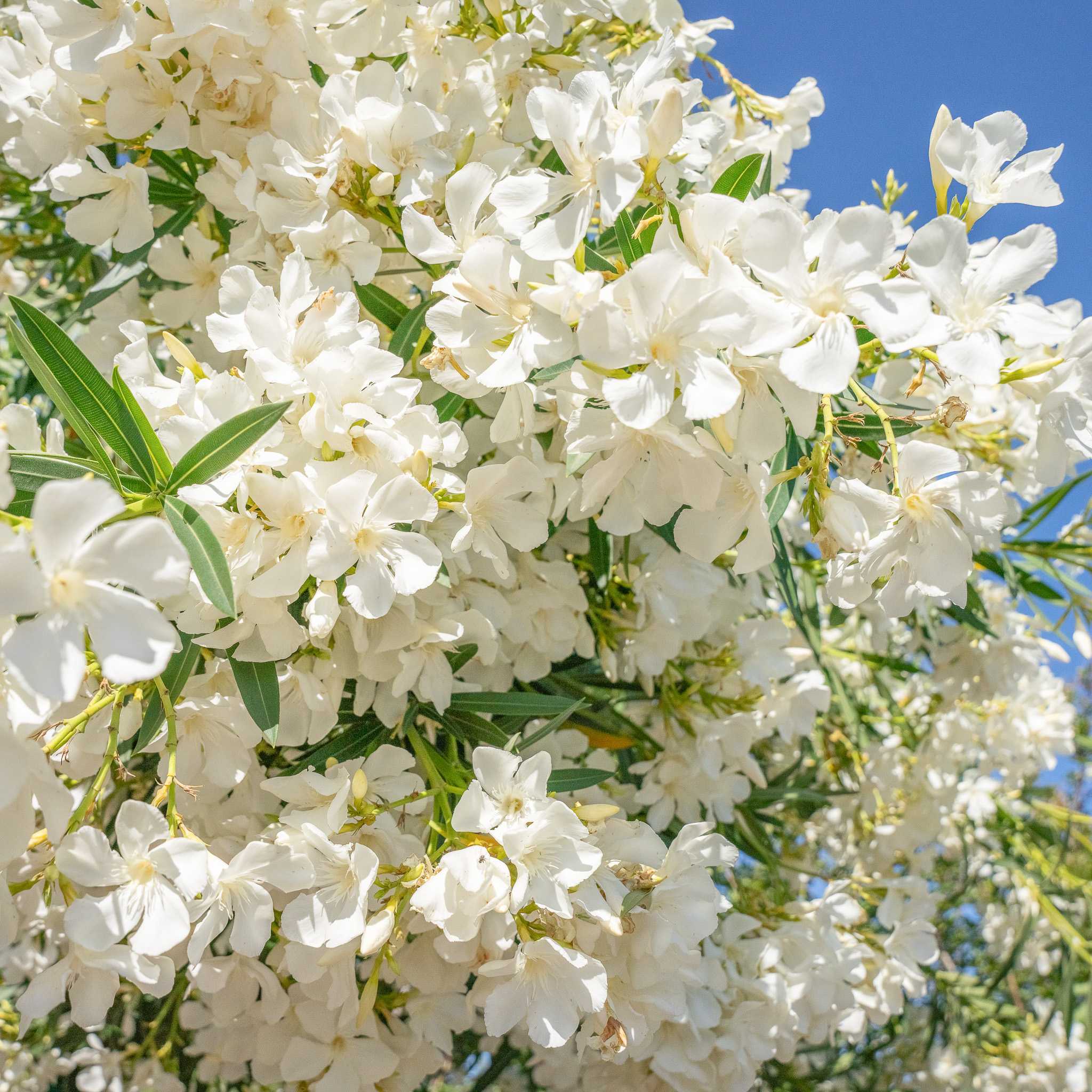 White oleander flowers closeup