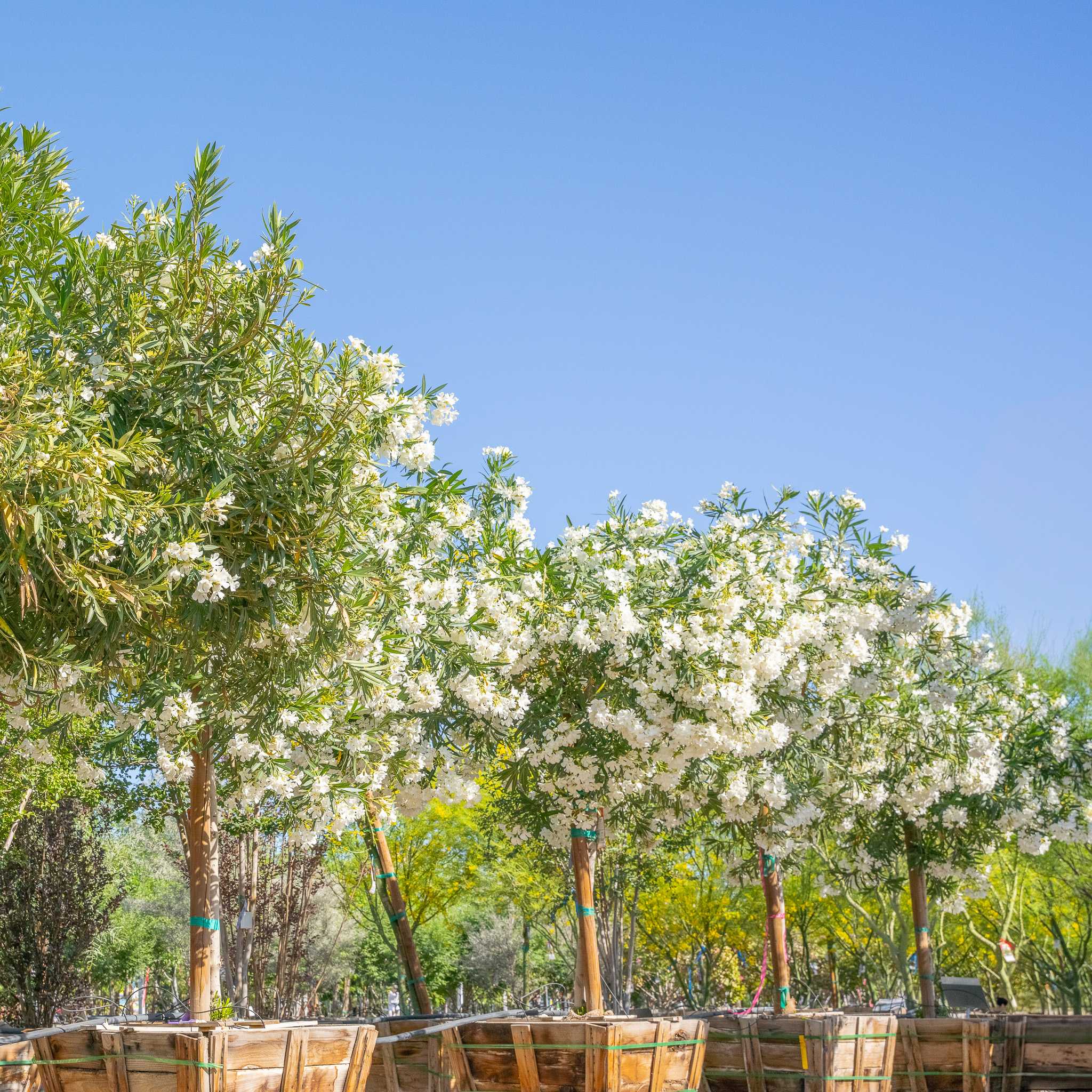 Oleander Tree Row