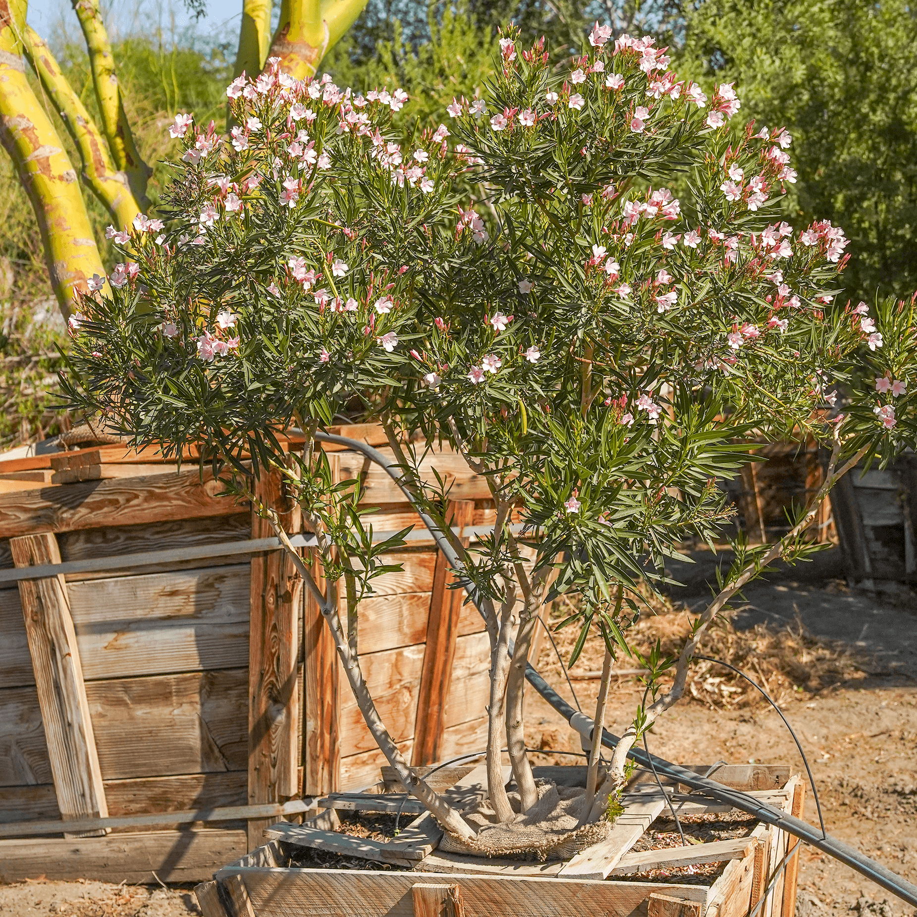 Pink oleander multi