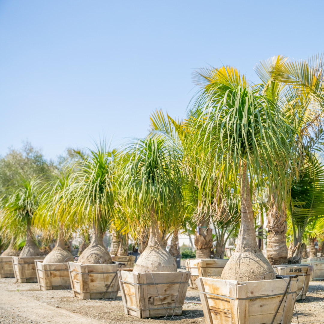 Ponytail Palm Trees