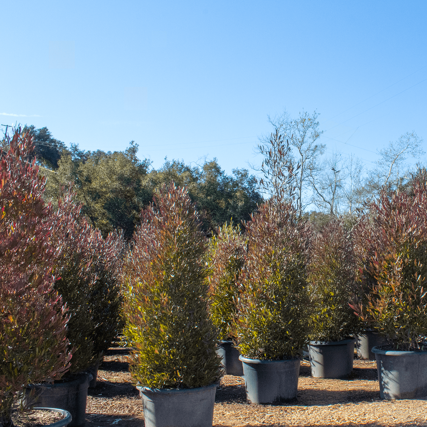 Purple Hopseed Row in Nursery