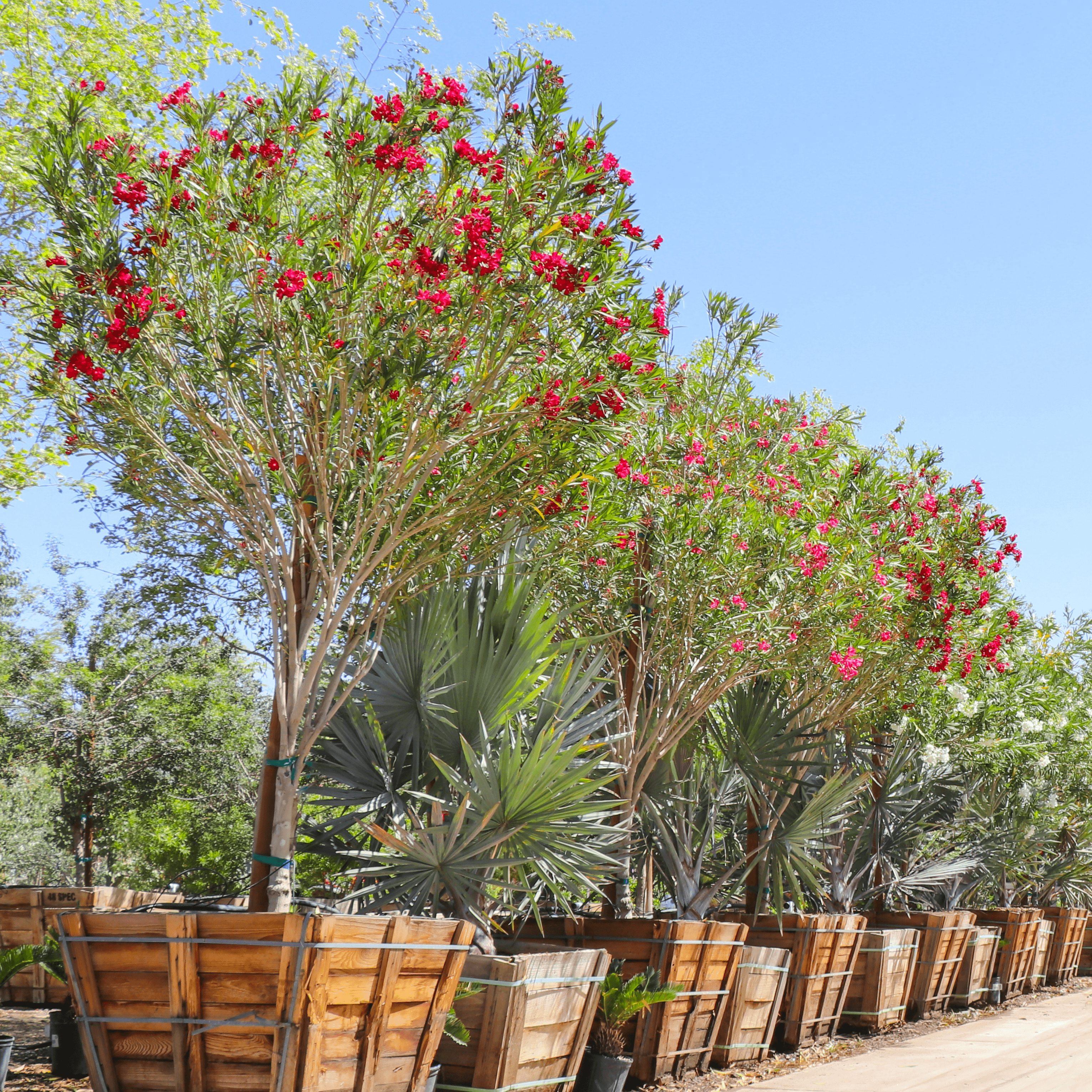 Red oleander tree row