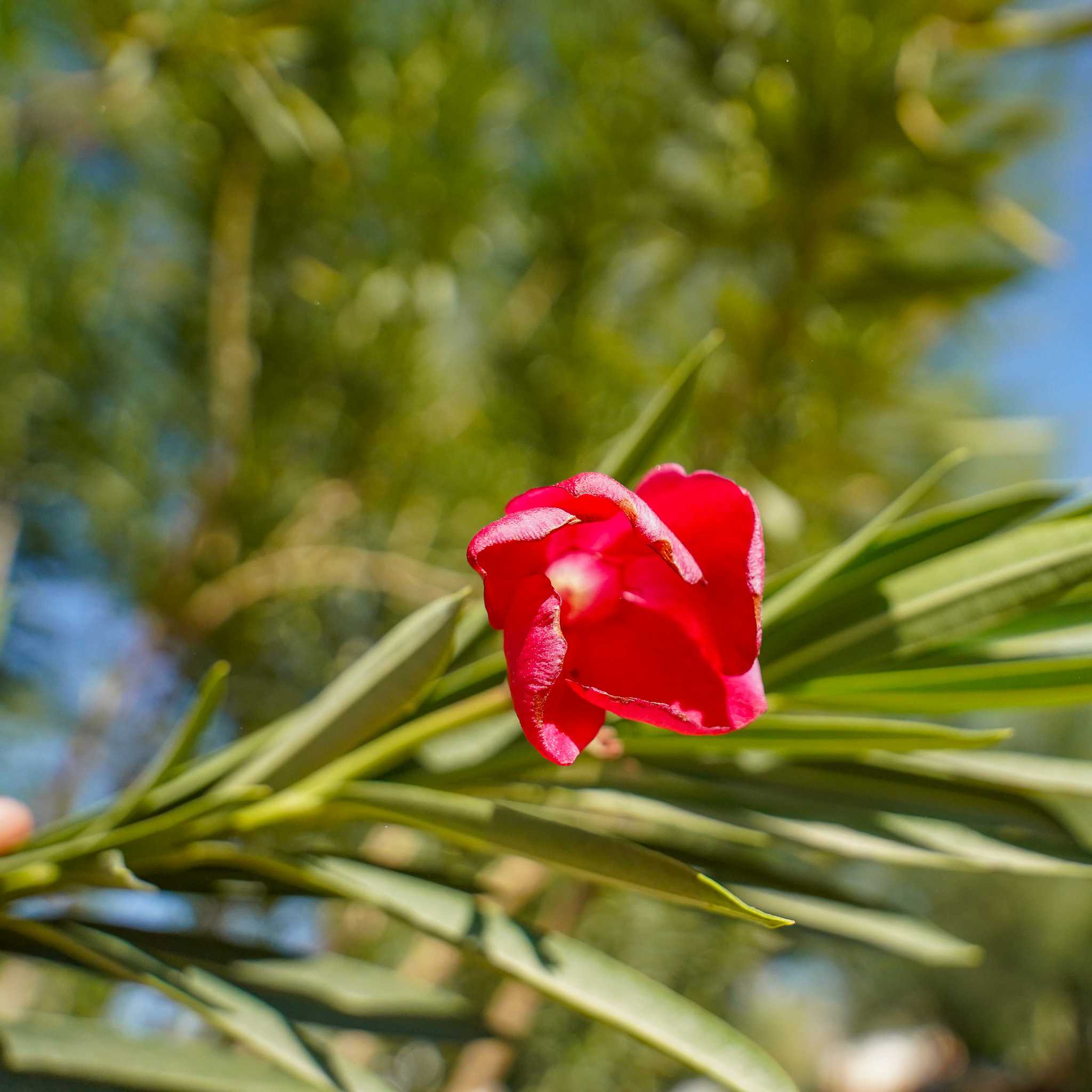 Red oleander flower closeup