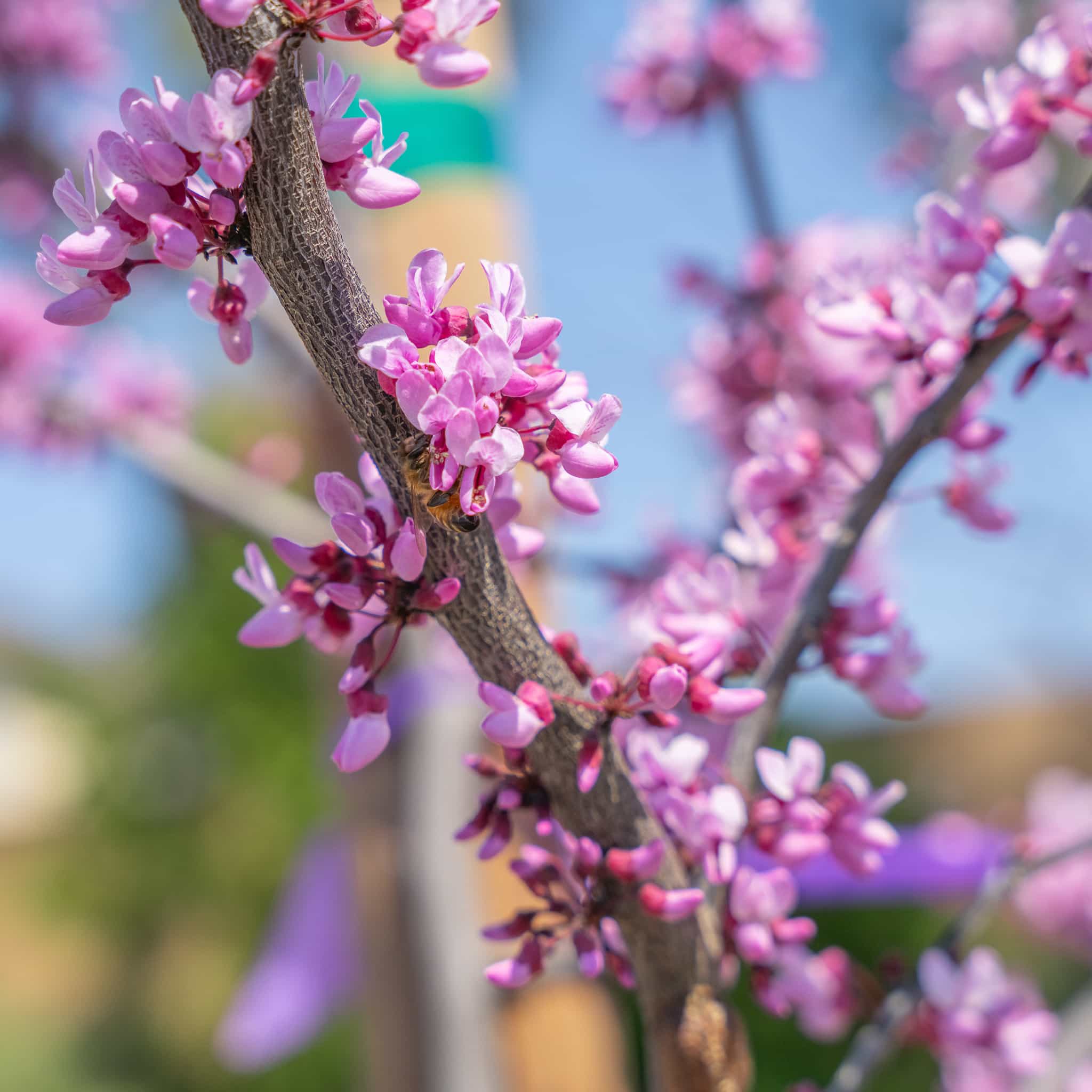 Redbud Forest Pansy