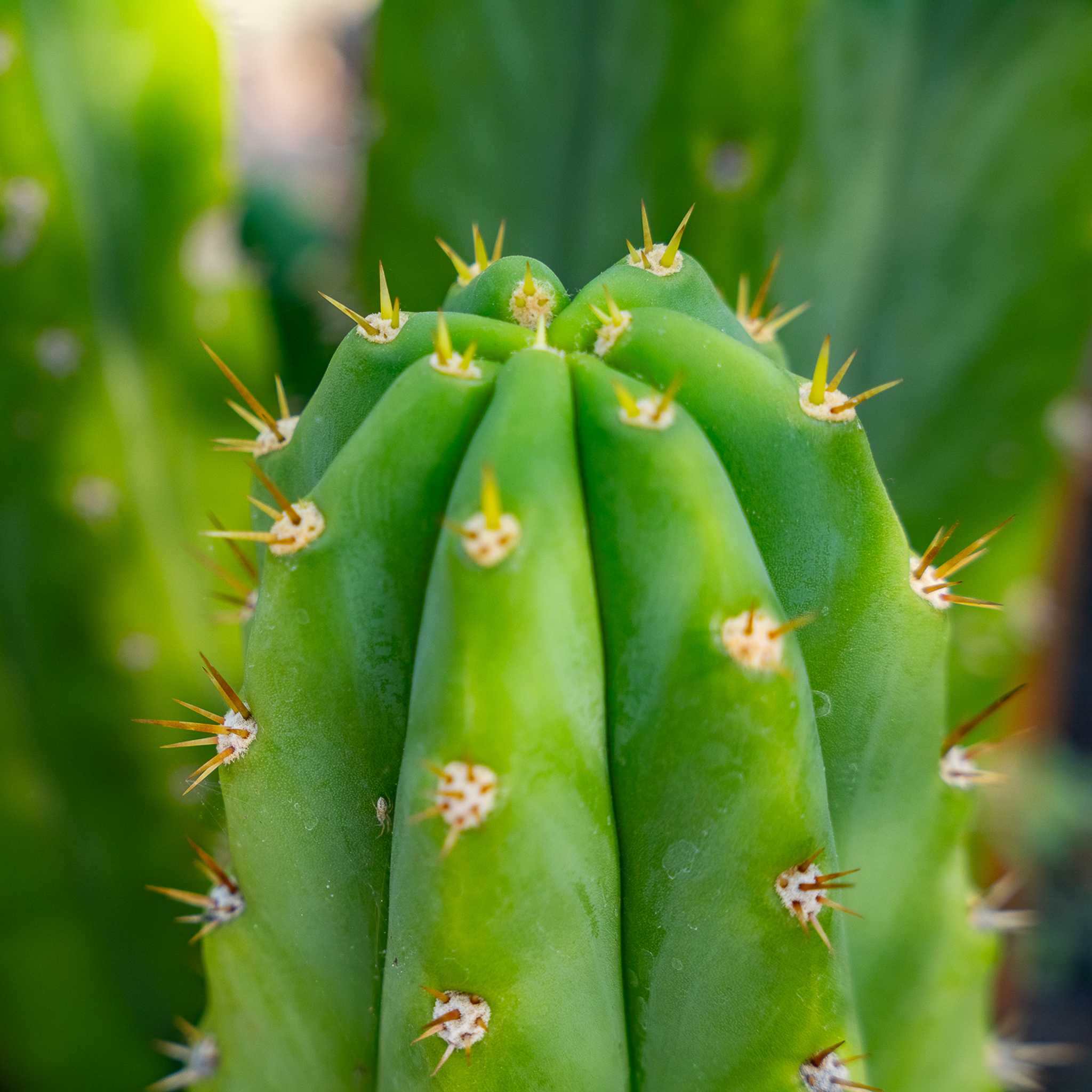 San Pedro Cactus