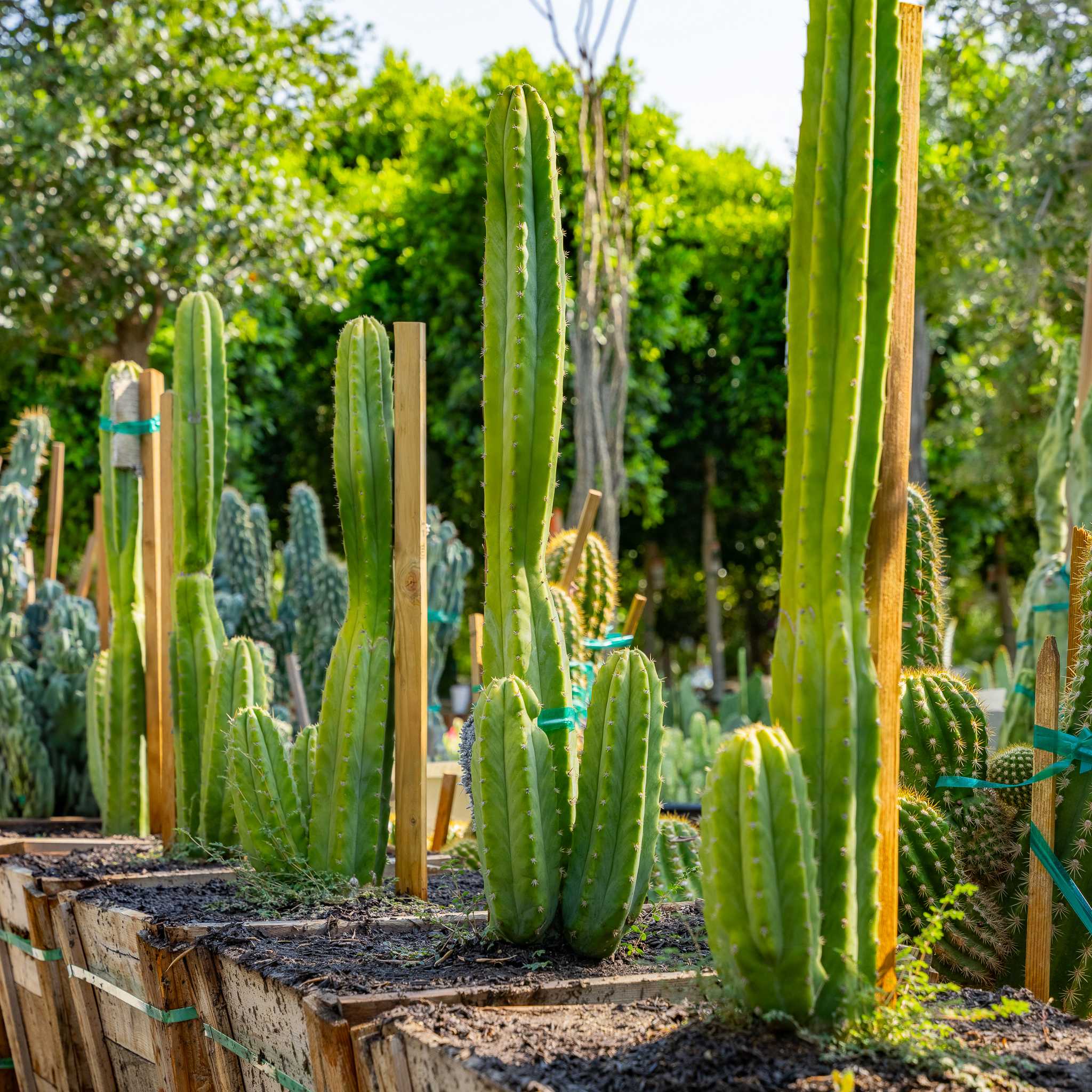 San Pedro Cactus