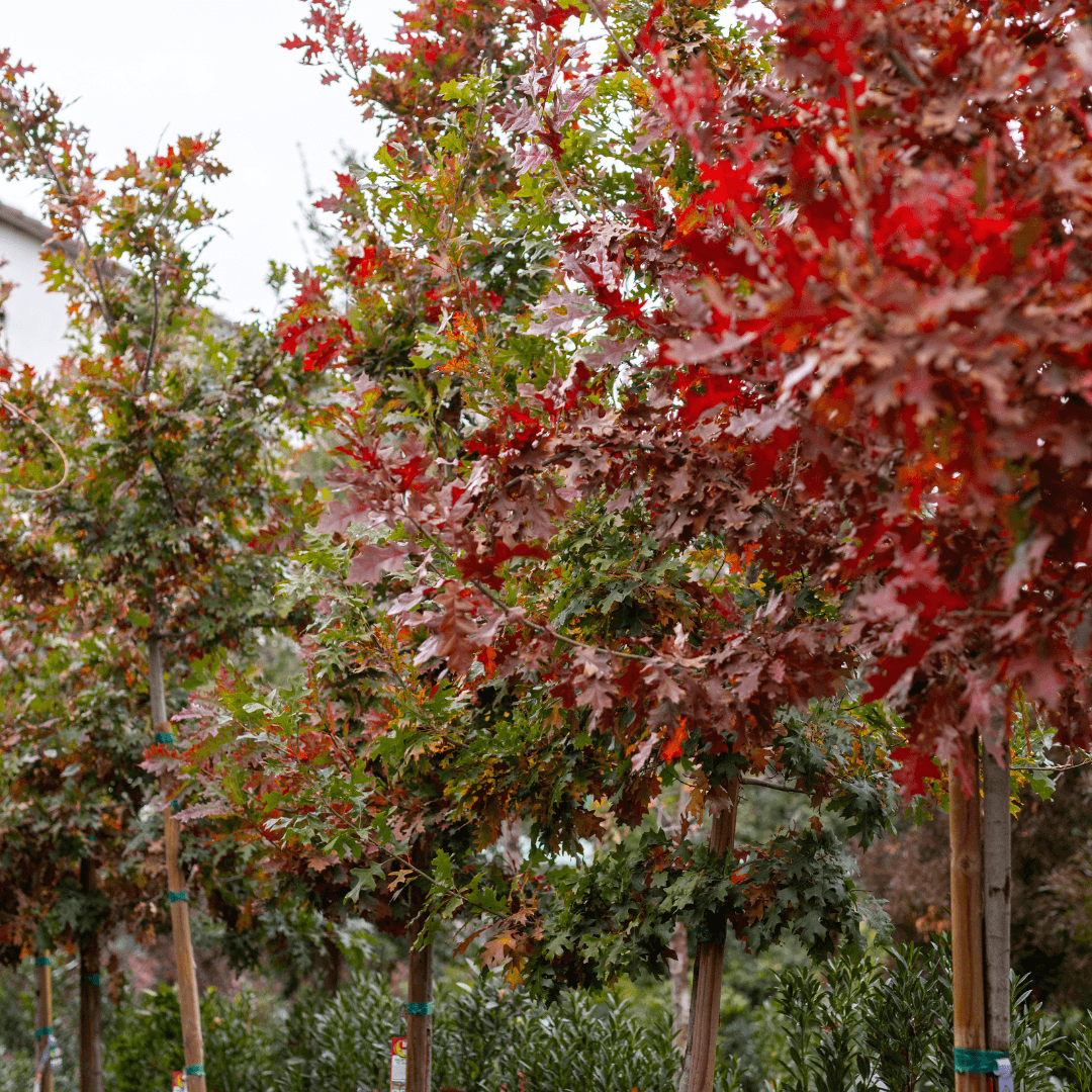 Shumard Oak Fall Color